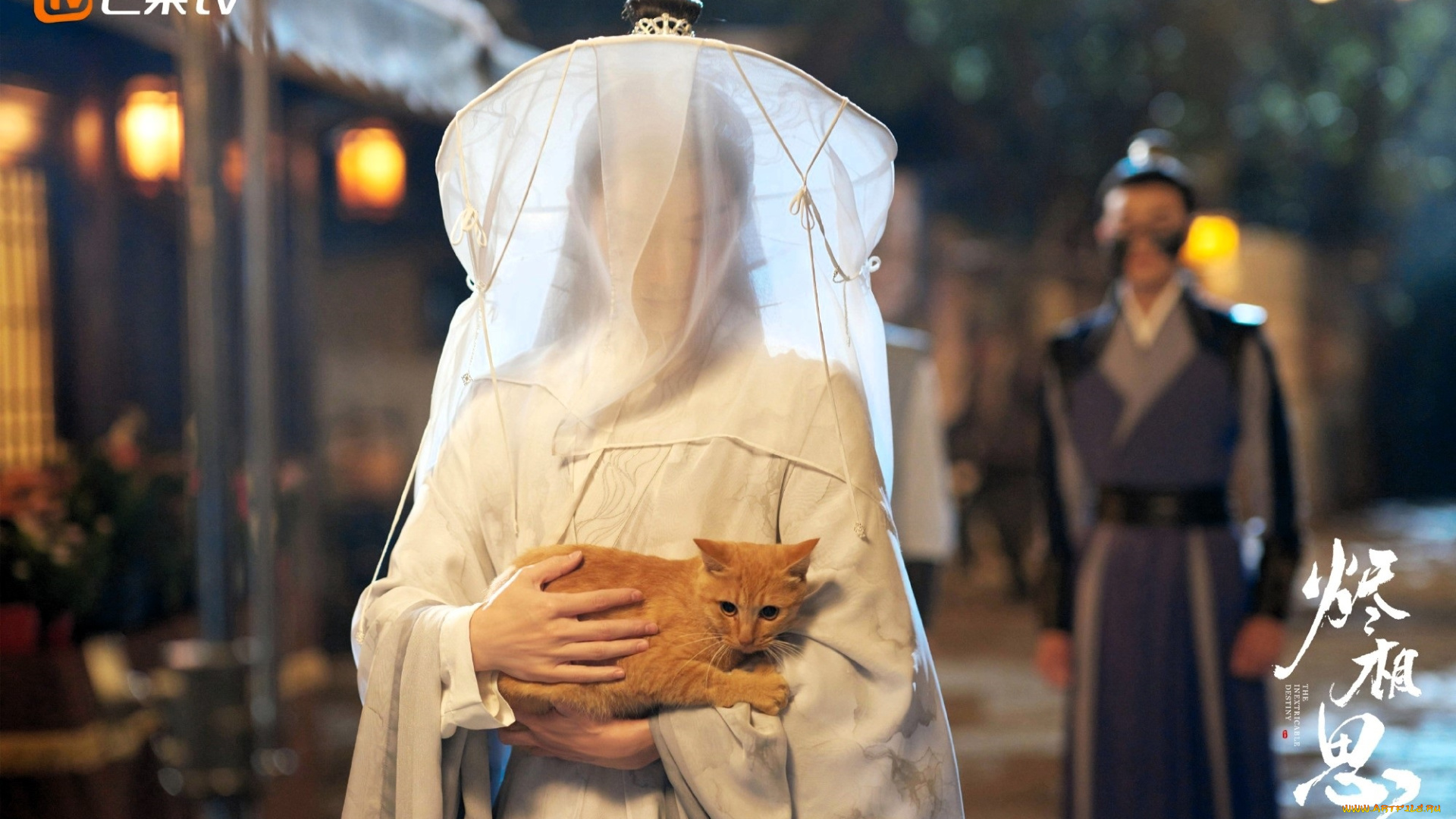 кино, фильмы, the, inextricable, destiny, женщина, накидка, кот