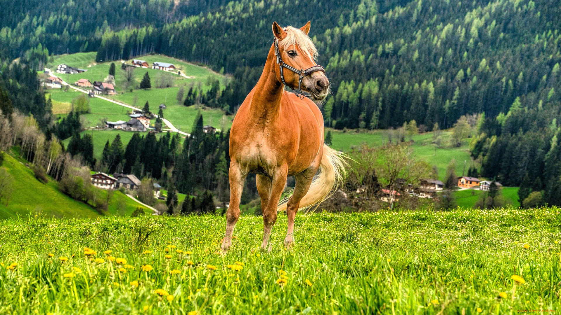 животные, лошади, лошадь, поляна, горы, дома