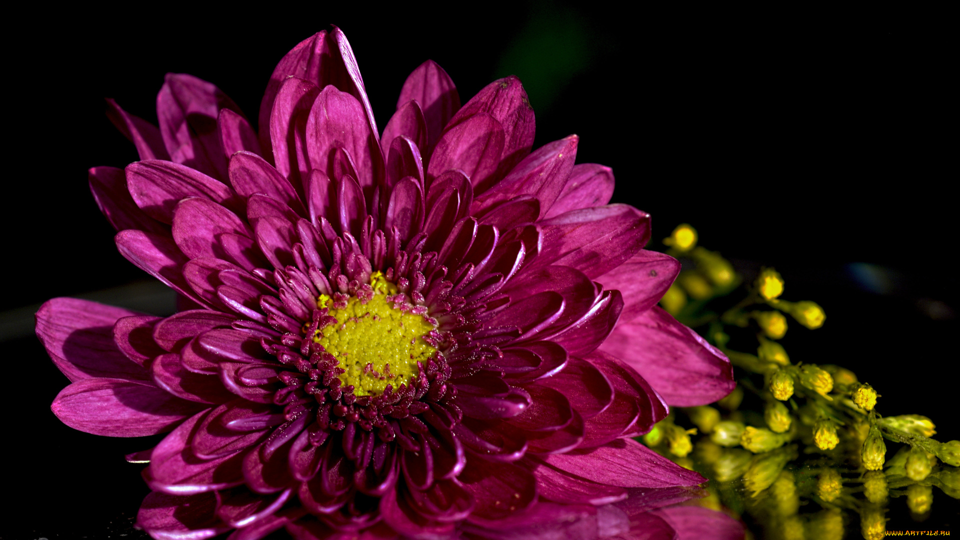 цветы, хризантемы, цветок