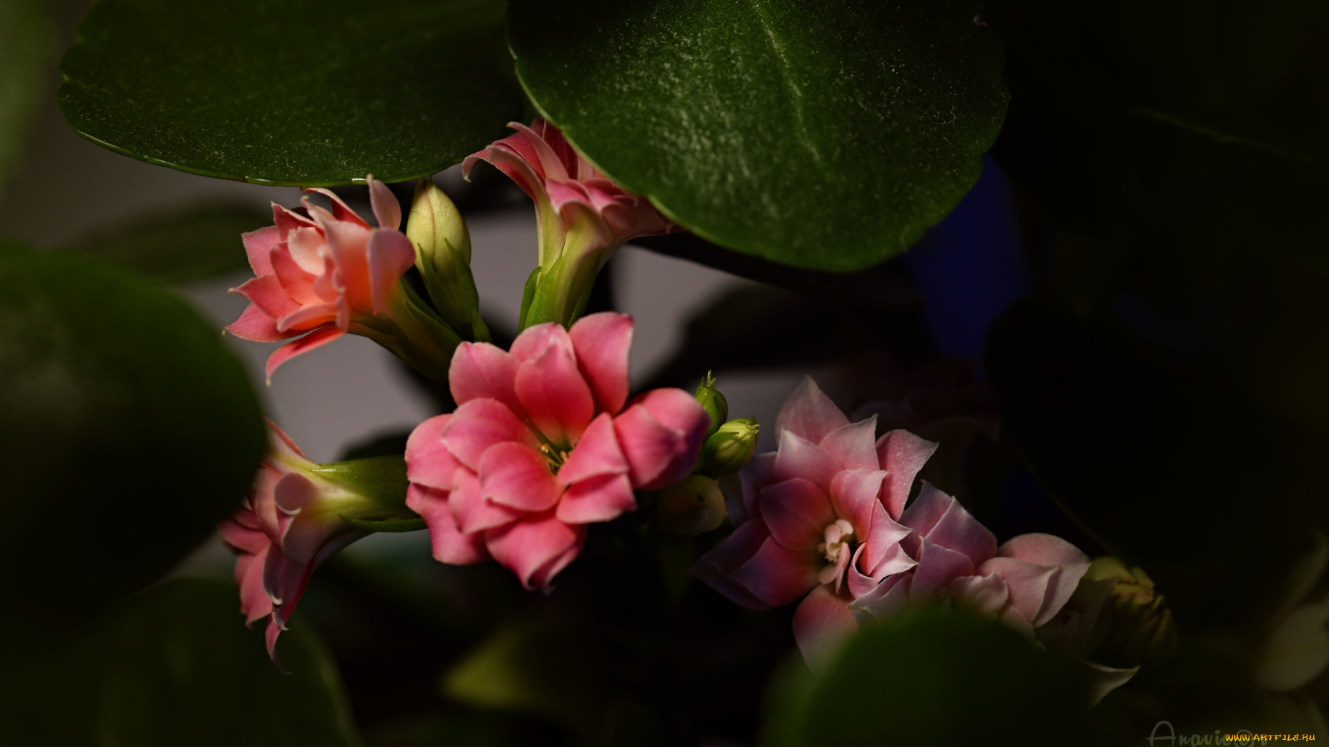 цветы, каланхоэ