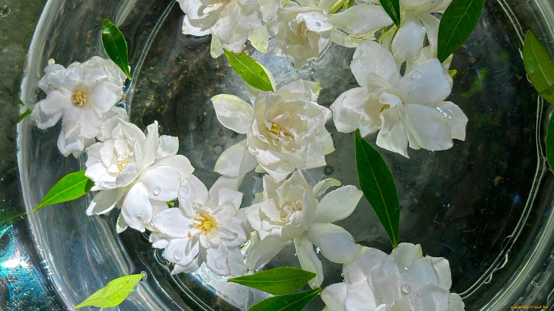 цветы, жасмин