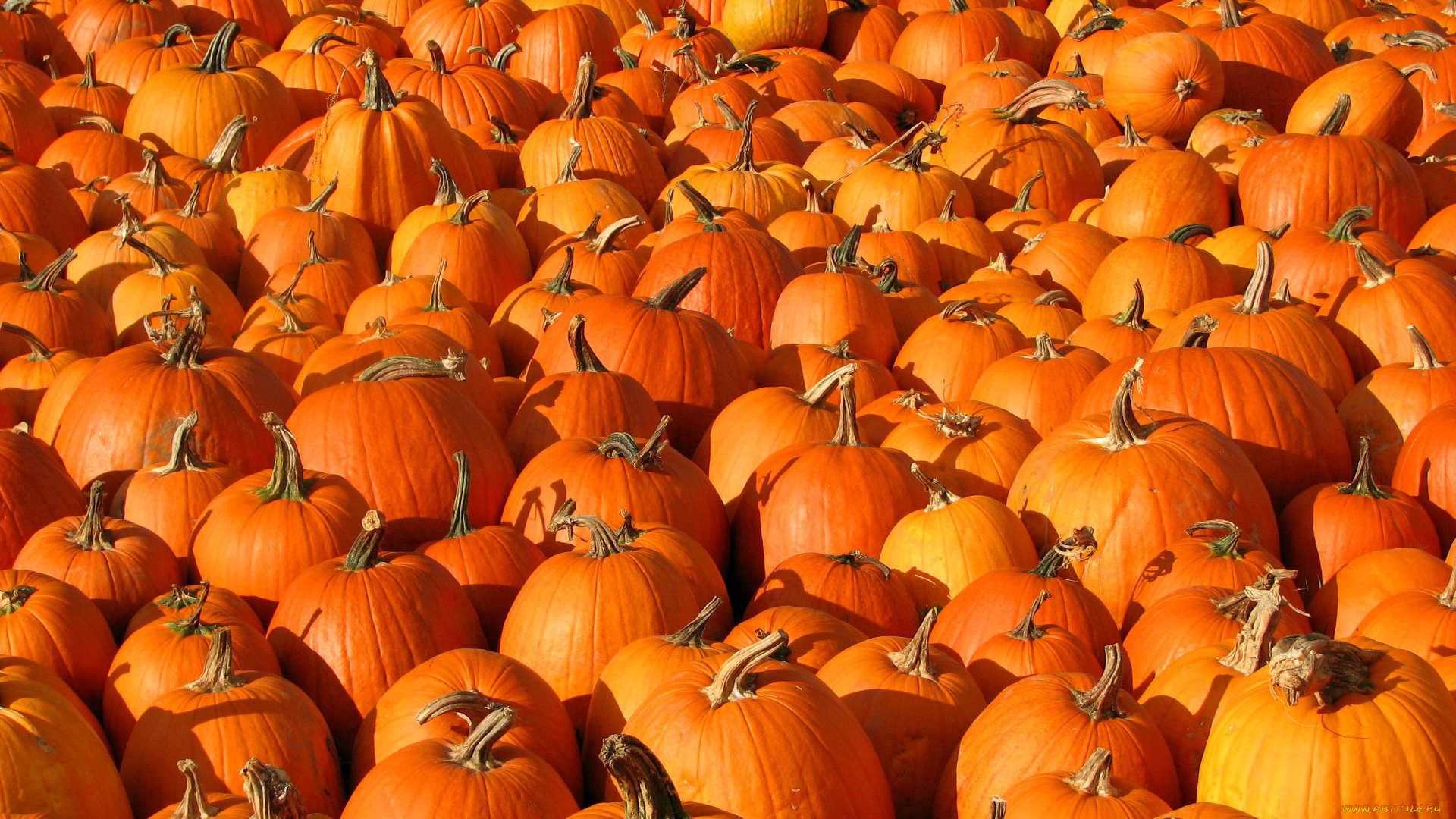 еда, тыква, тыквы