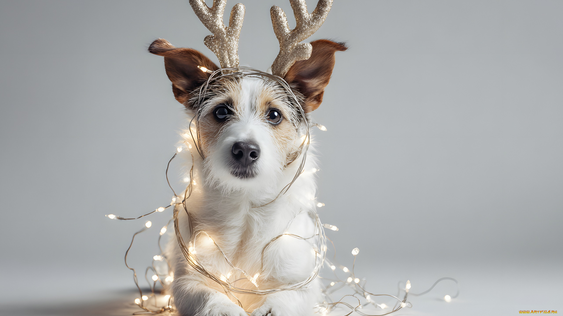 праздничные, -, разное, , новый, год, собака