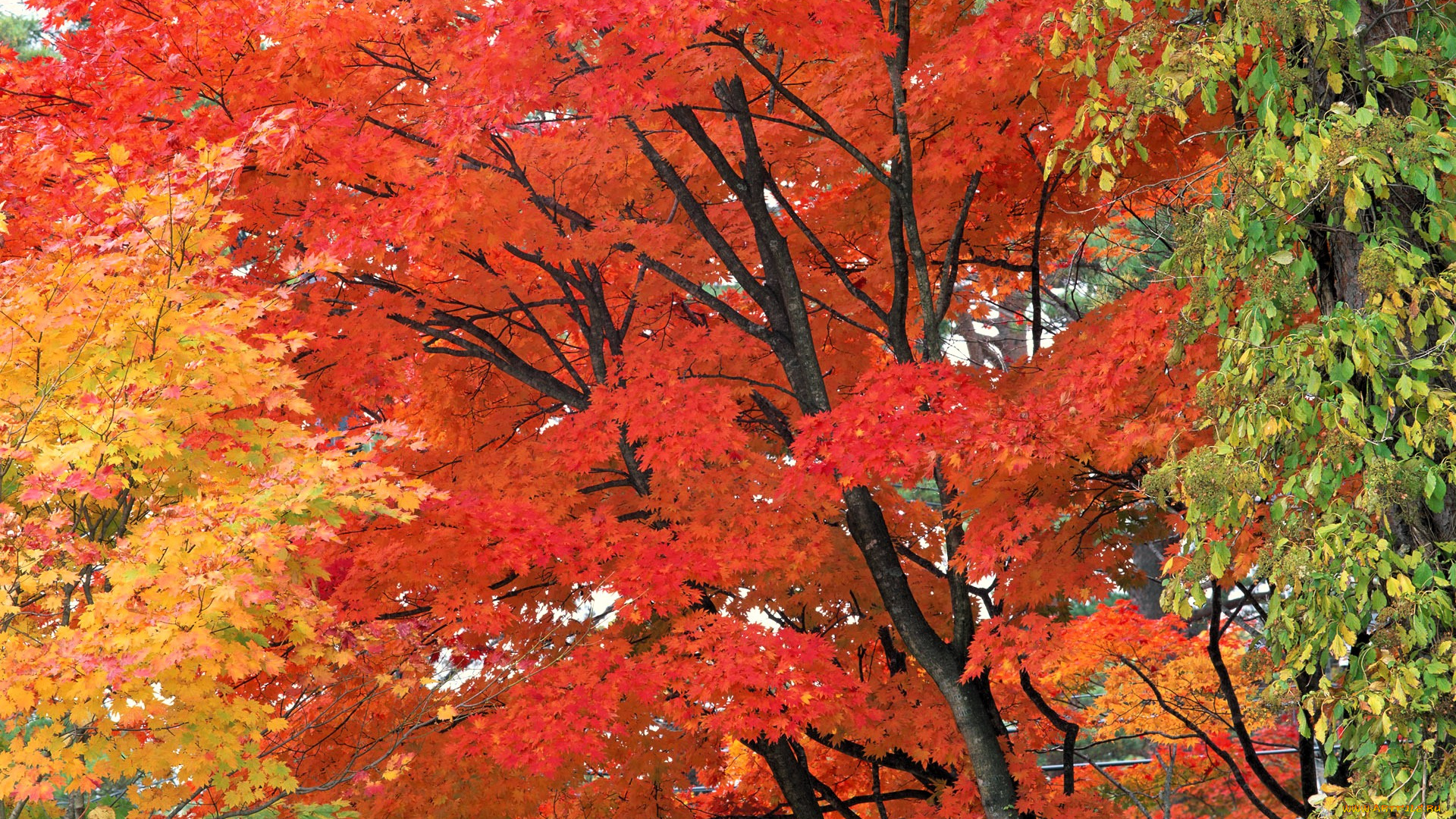 природа, деревья, осень, парк