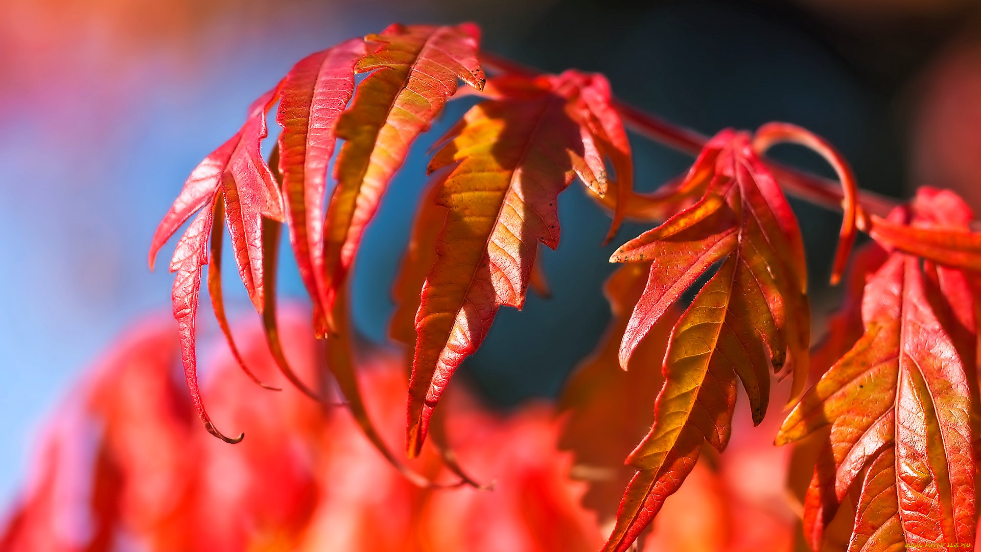 природа, листья, ветка, красные, осень