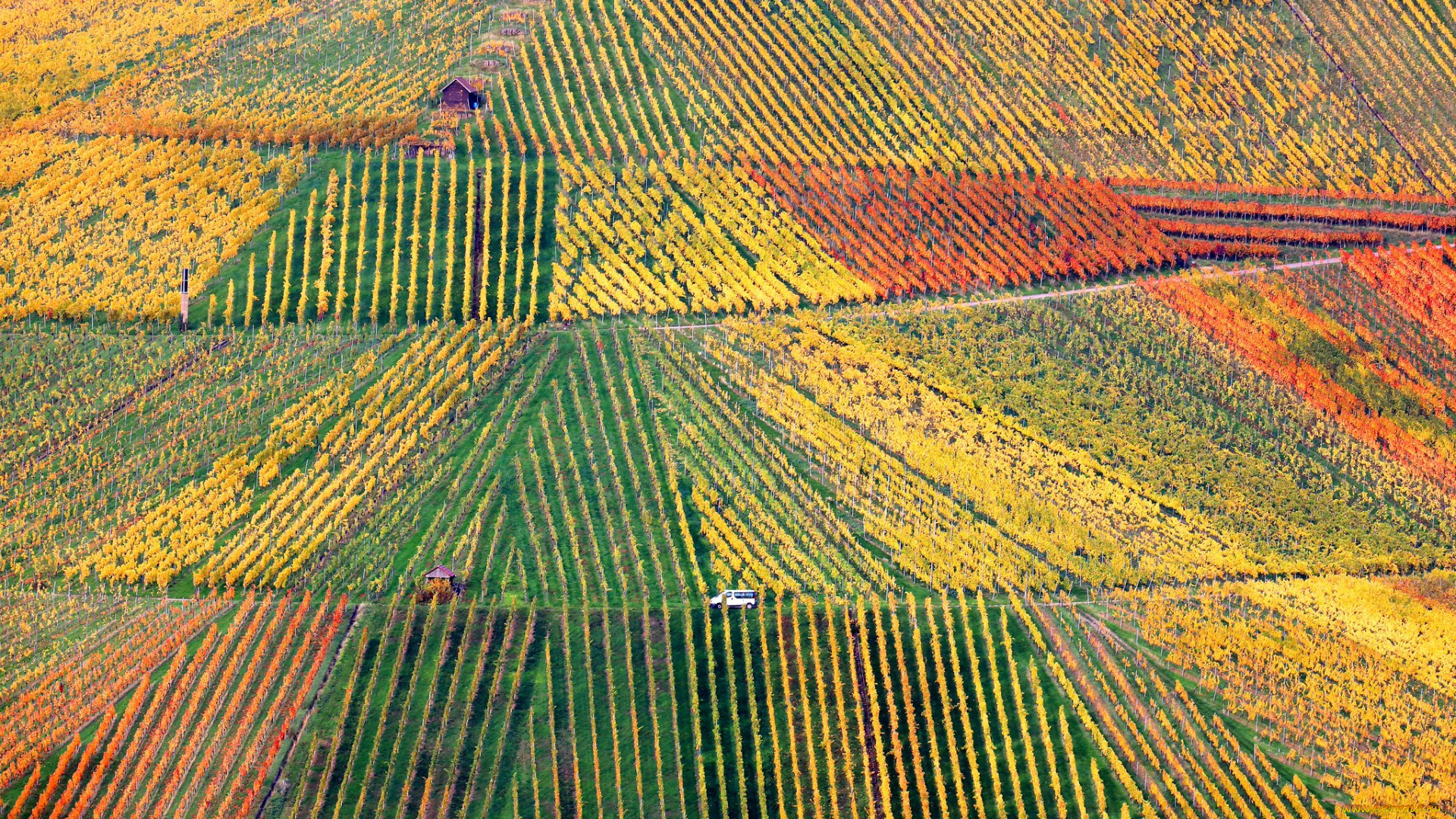 природа, поля, поле