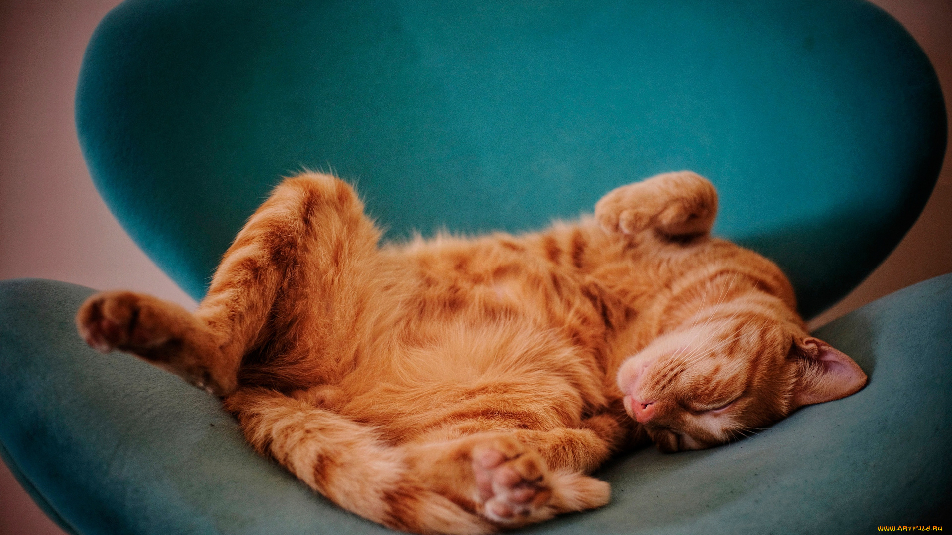 животные, коты, кот, кошка