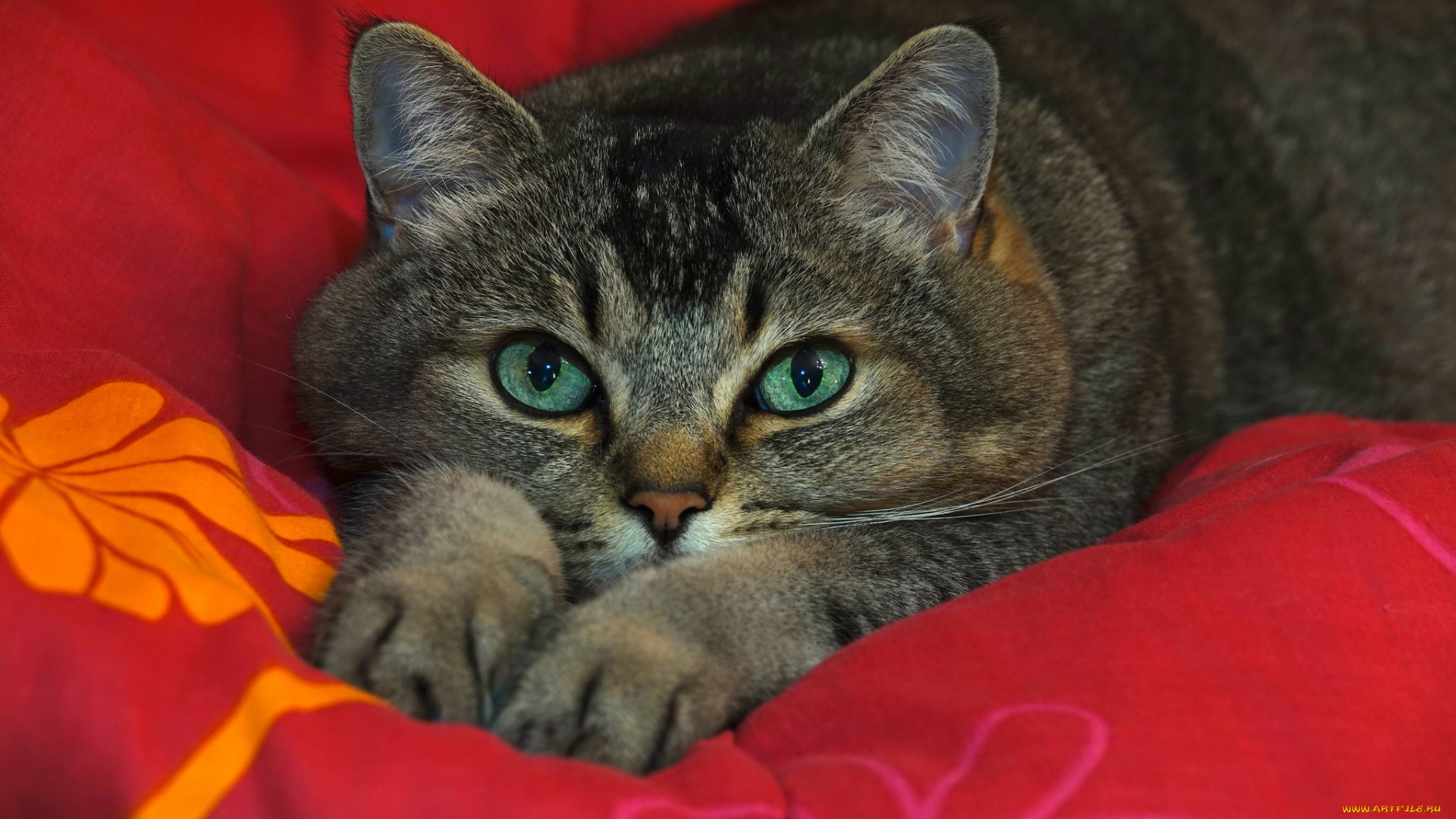 животные, коты, кот, кошка