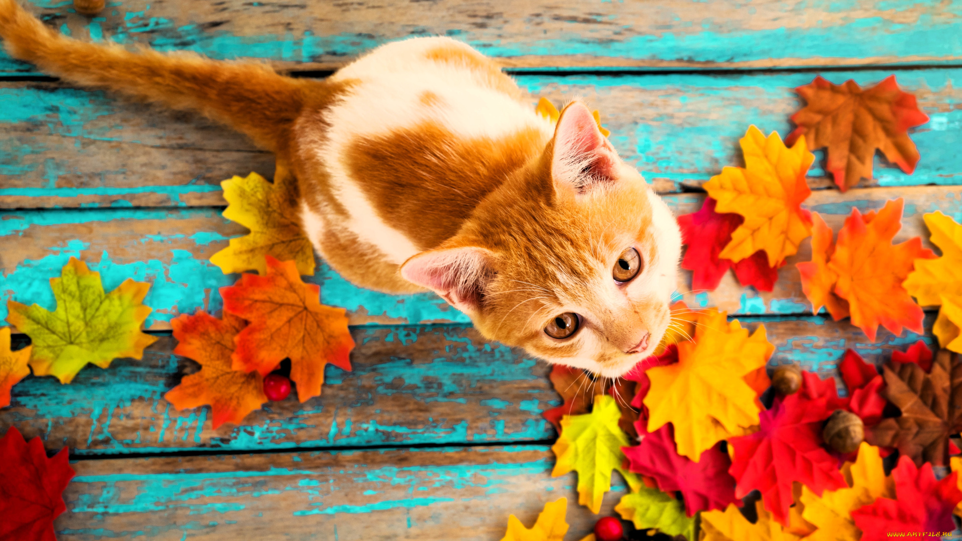 животные, коты, кот, рыжий, листья, осень, шишки