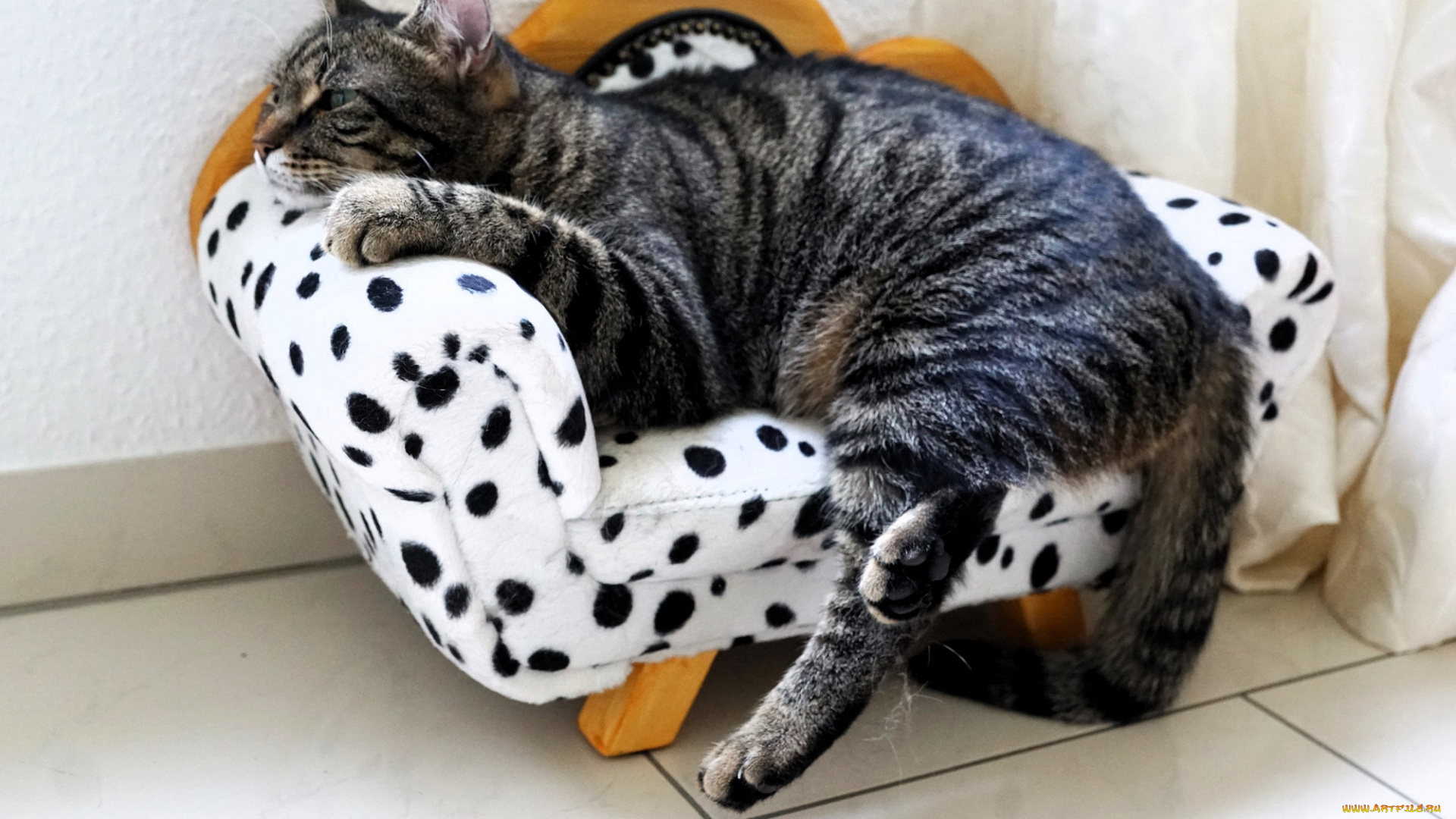 животные, коты, кот, серый, полосатый, диван, игрушка