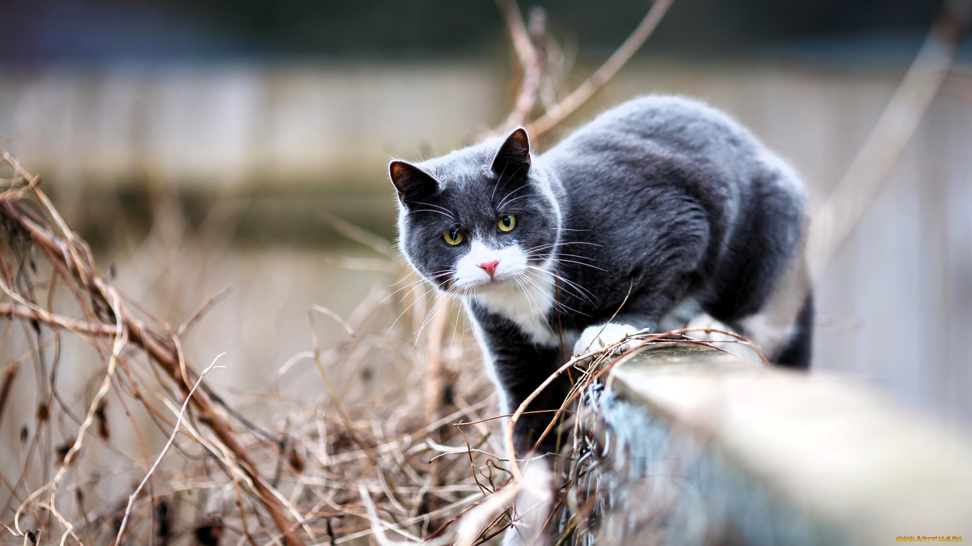 животные, коты, кот, серый, забор, ветки