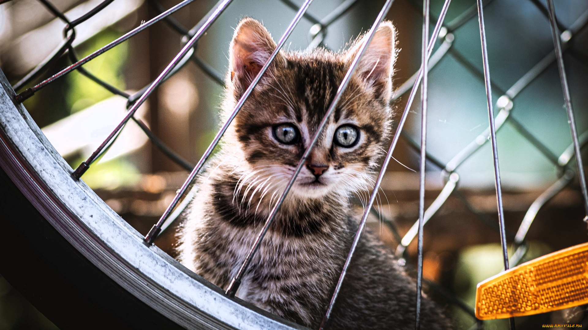 животные, коты, котенок, серый, колесо