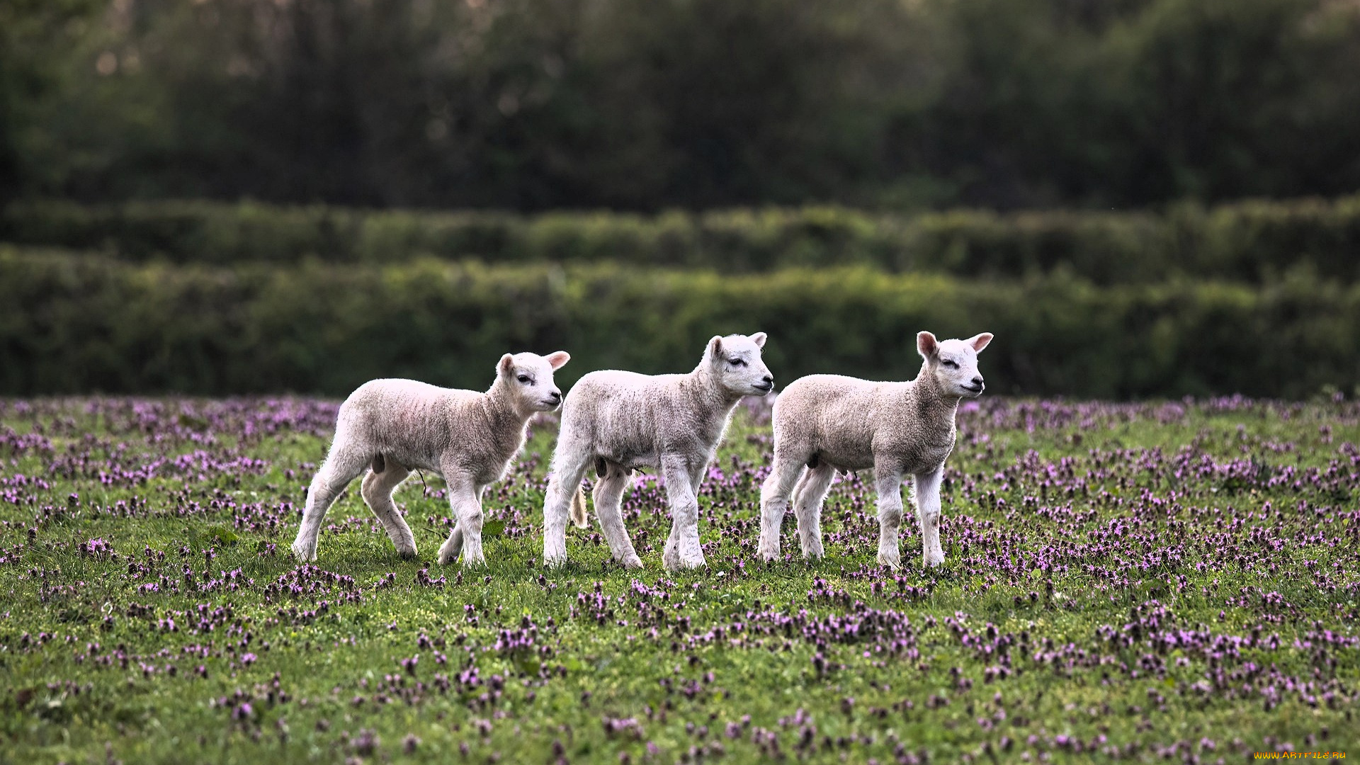 животные, овцы, , бараны, ягнята, луг, клевер, трава, кусты