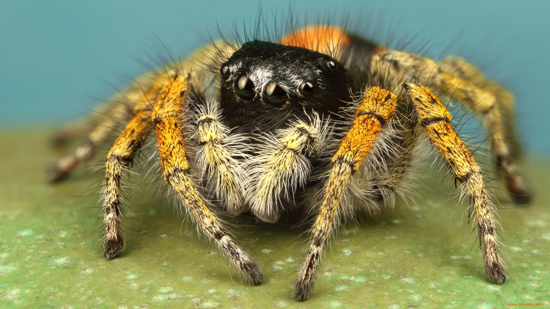 животные, пауки, мохнатый