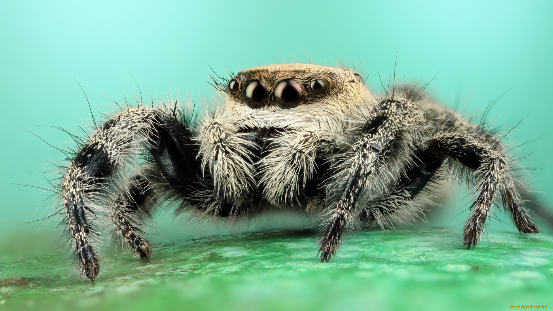 животные, пауки, мохнатый