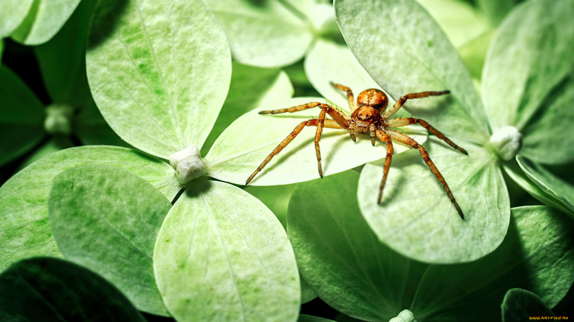 животные, пауки, паук, листья