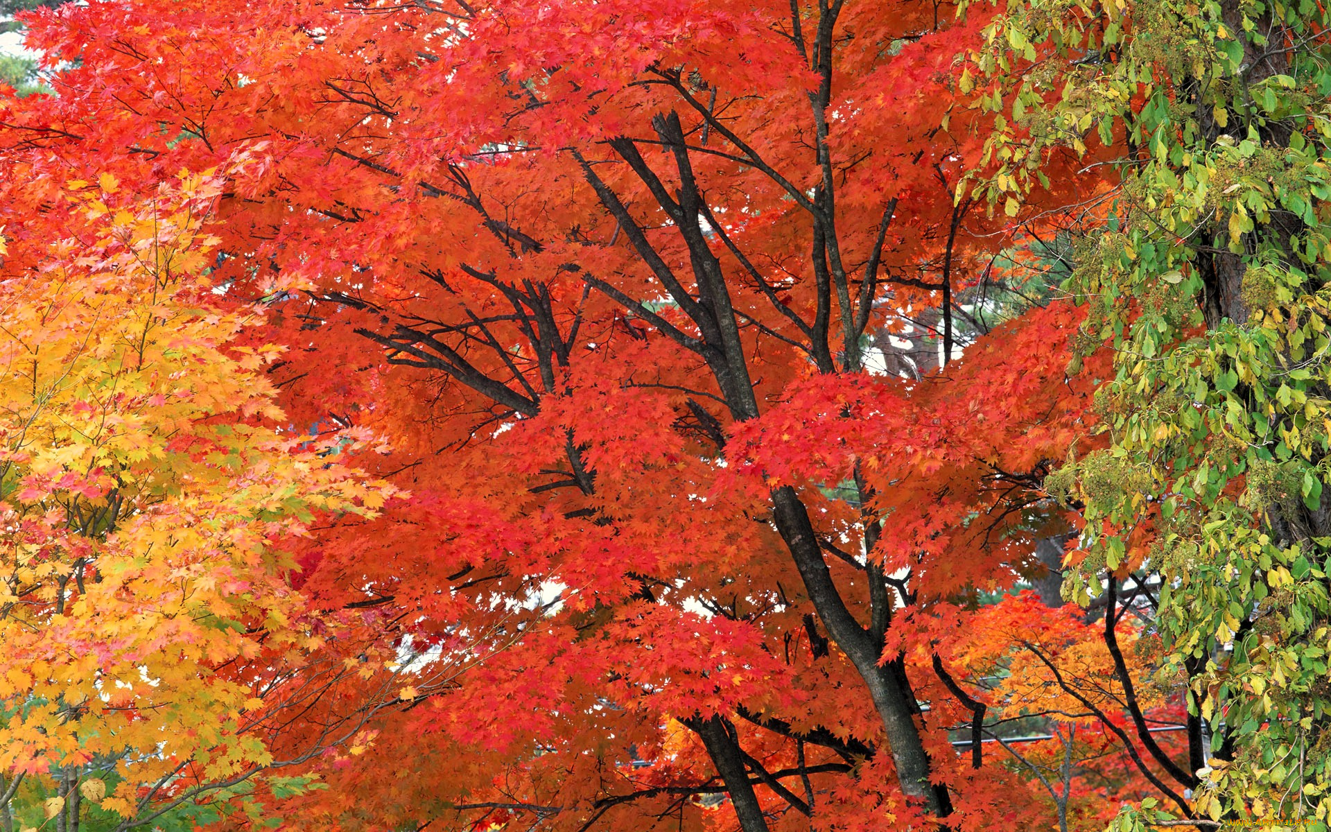 природа, деревья, осень, парк