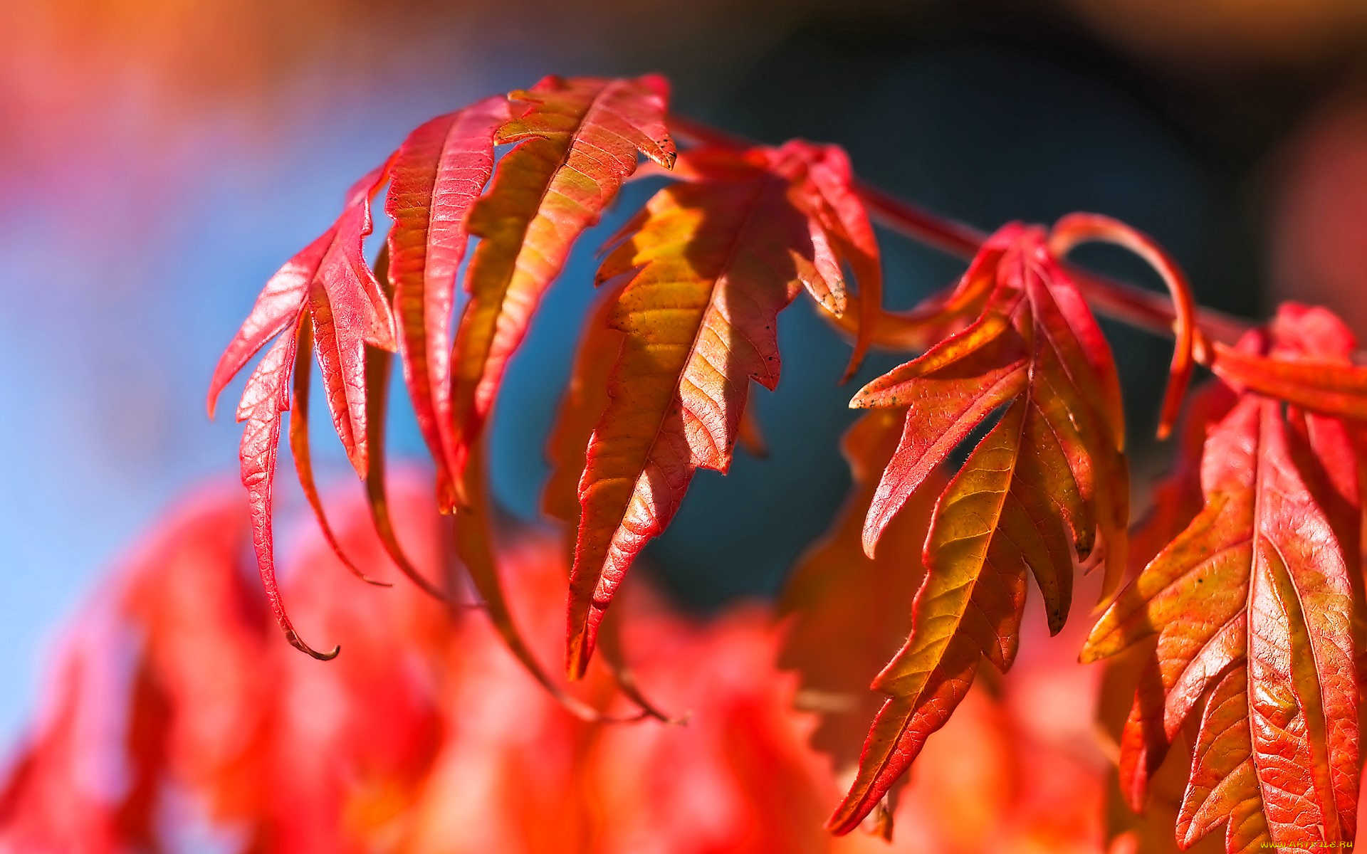 природа, листья, ветка, красные, осень