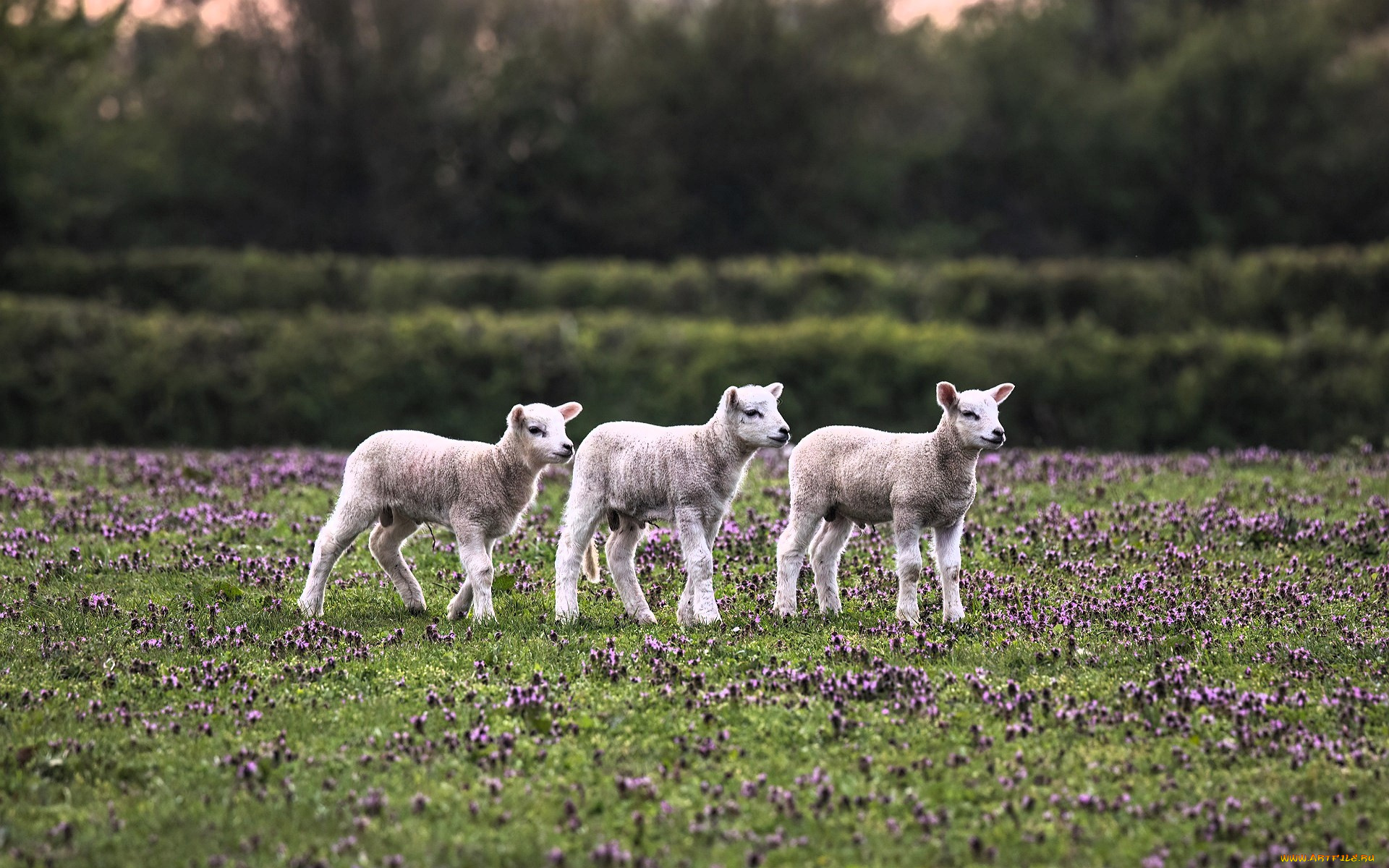 животные, овцы, , бараны, ягнята, луг, клевер, трава, кусты