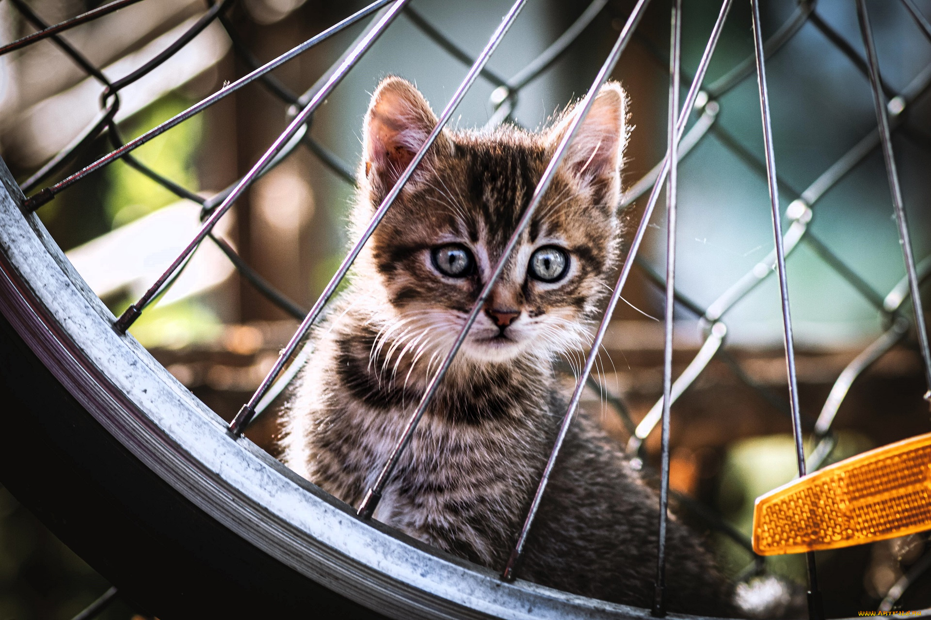 животные, коты, котенок, серый, колесо