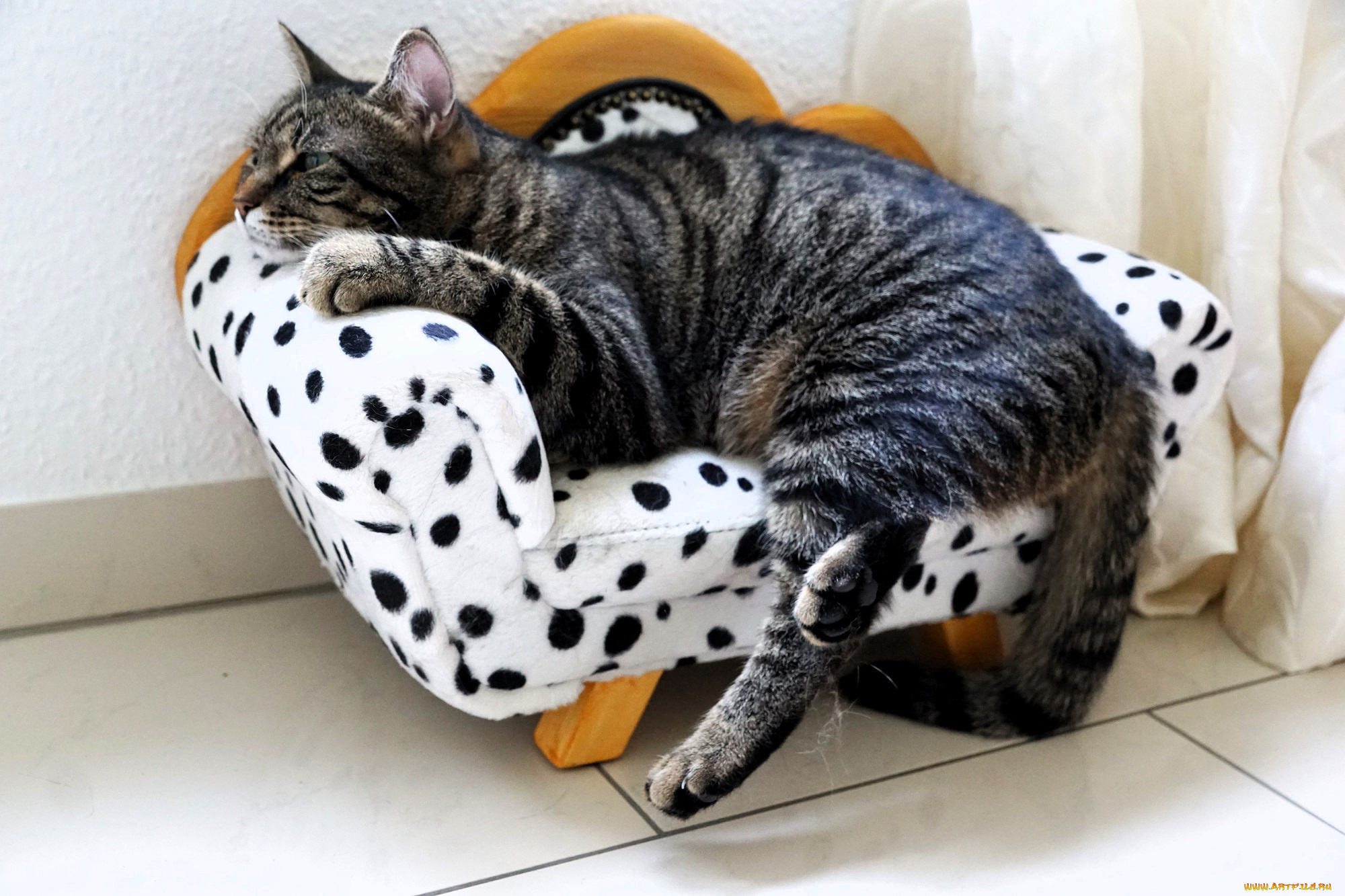 животные, коты, кот, серый, полосатый, диван, игрушка