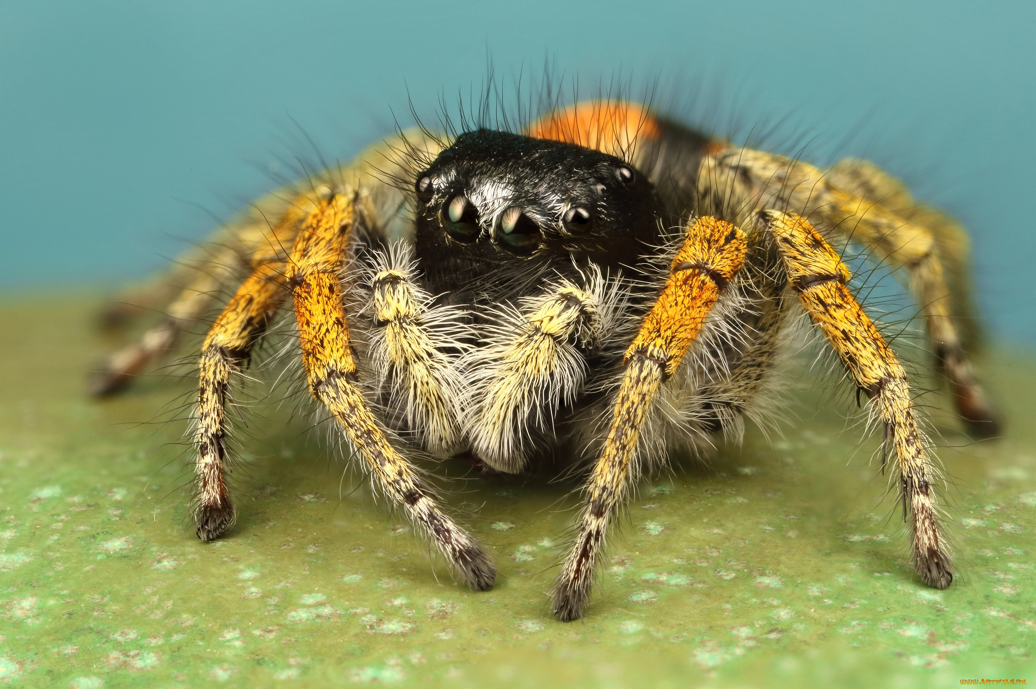 животные, пауки, мохнатый