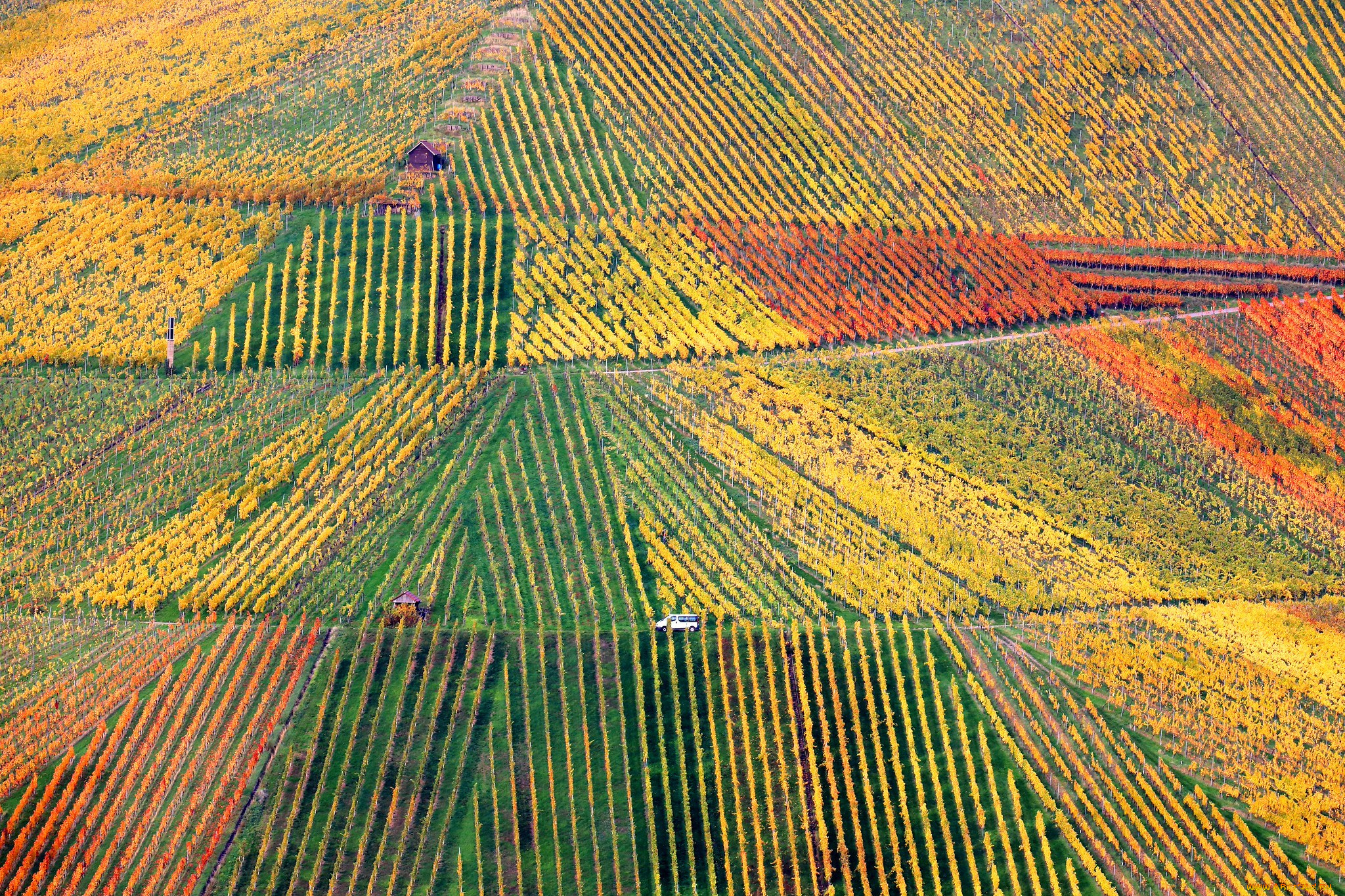 природа, поля, поле
