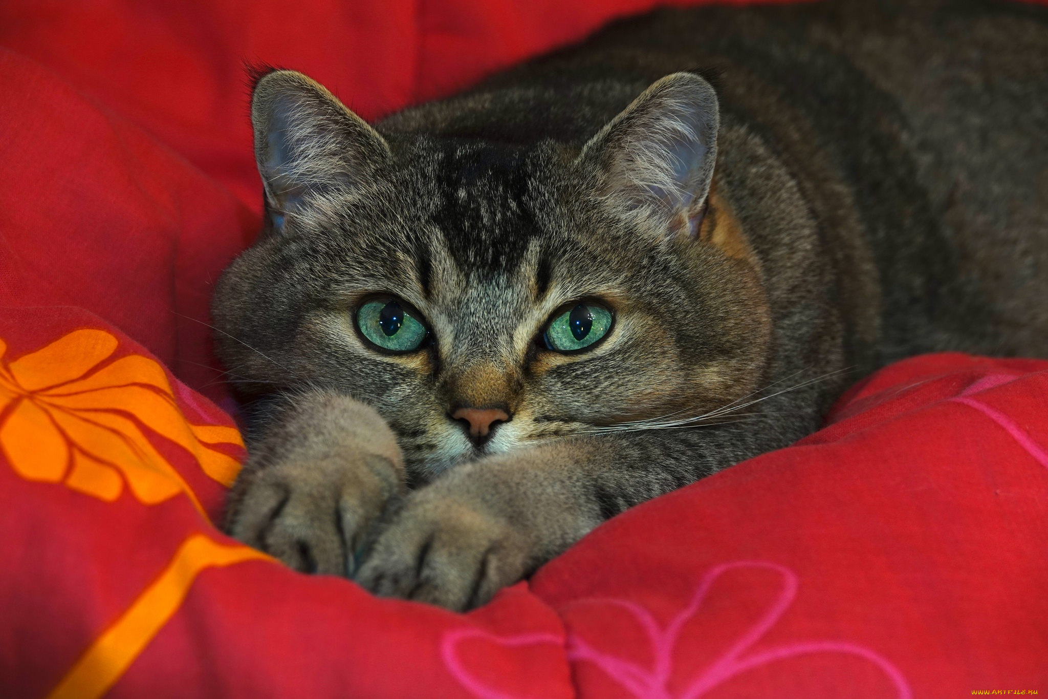 животные, коты, кот, кошка