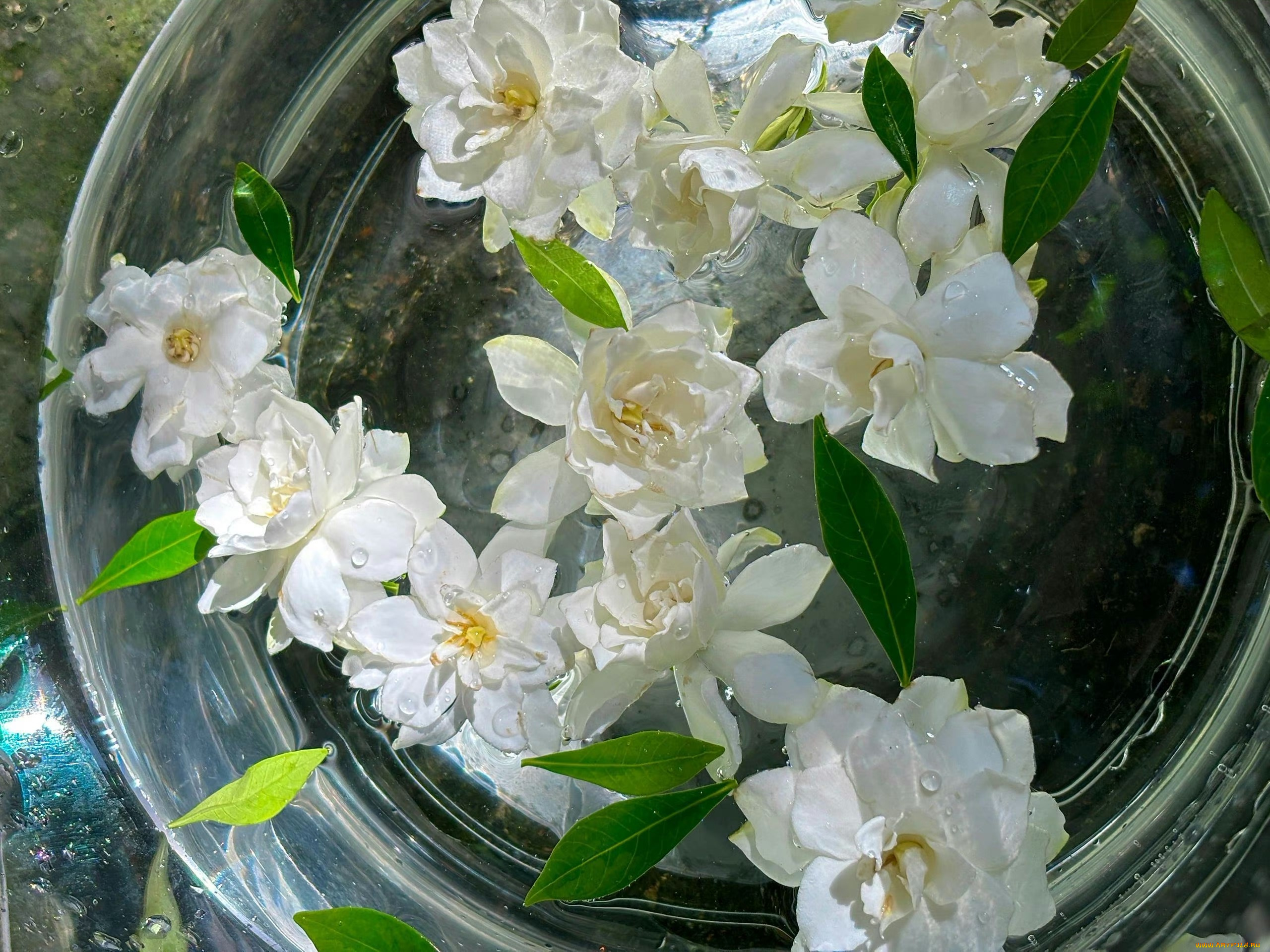 цветы, жасмин