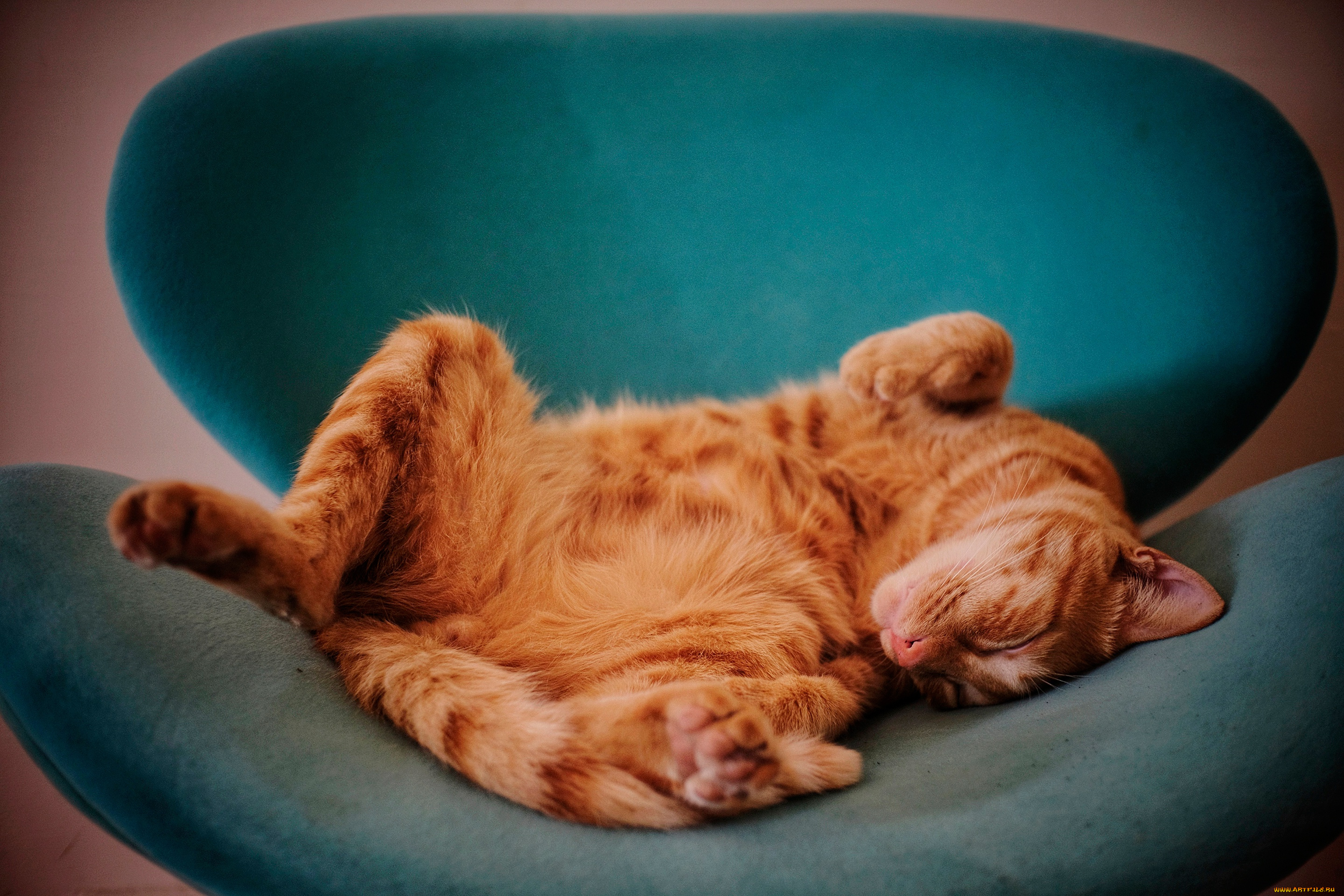 животные, коты, кот, кошка