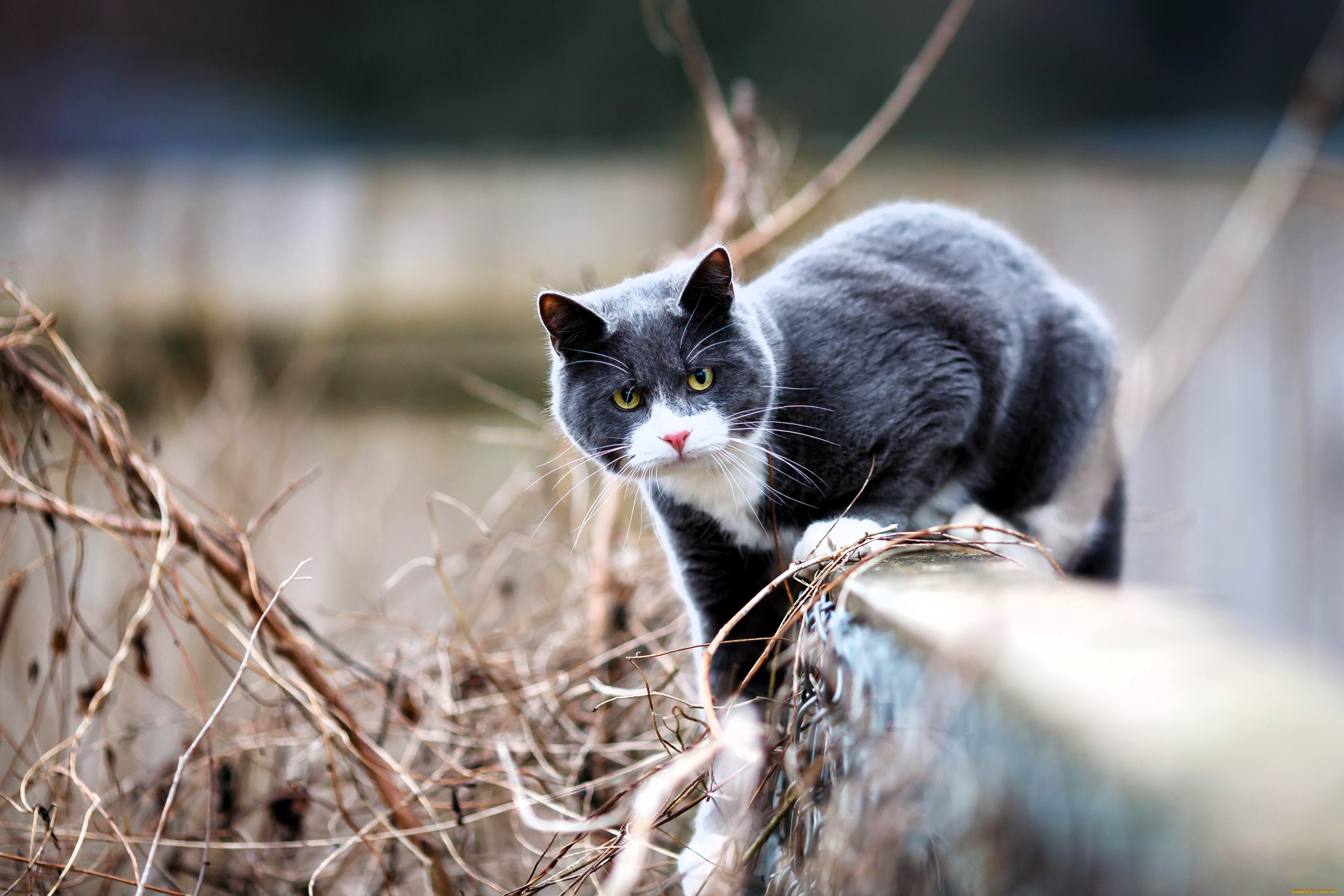 животные, коты, кот, серый, забор, ветки