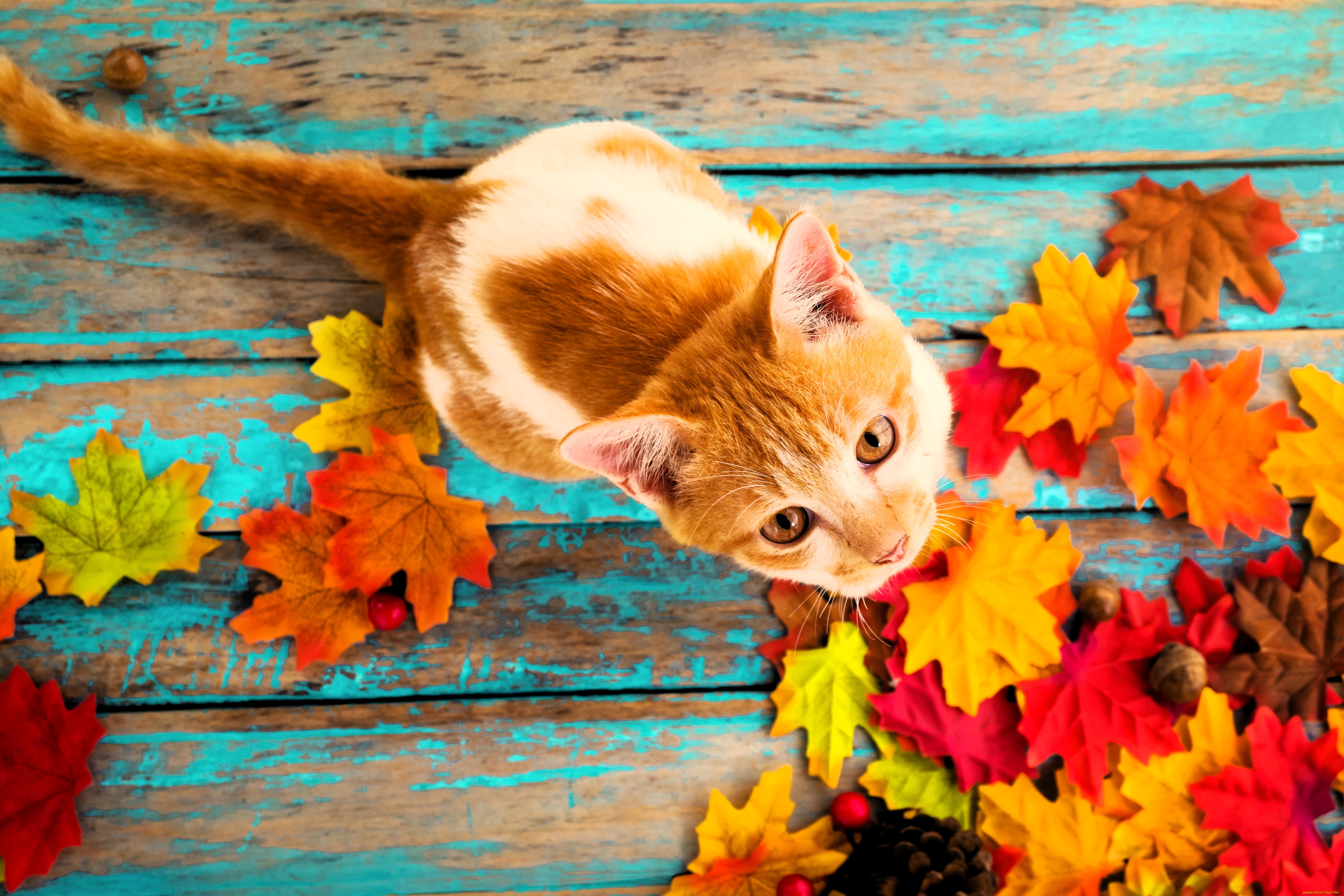 животные, коты, кот, рыжий, листья, осень, шишки