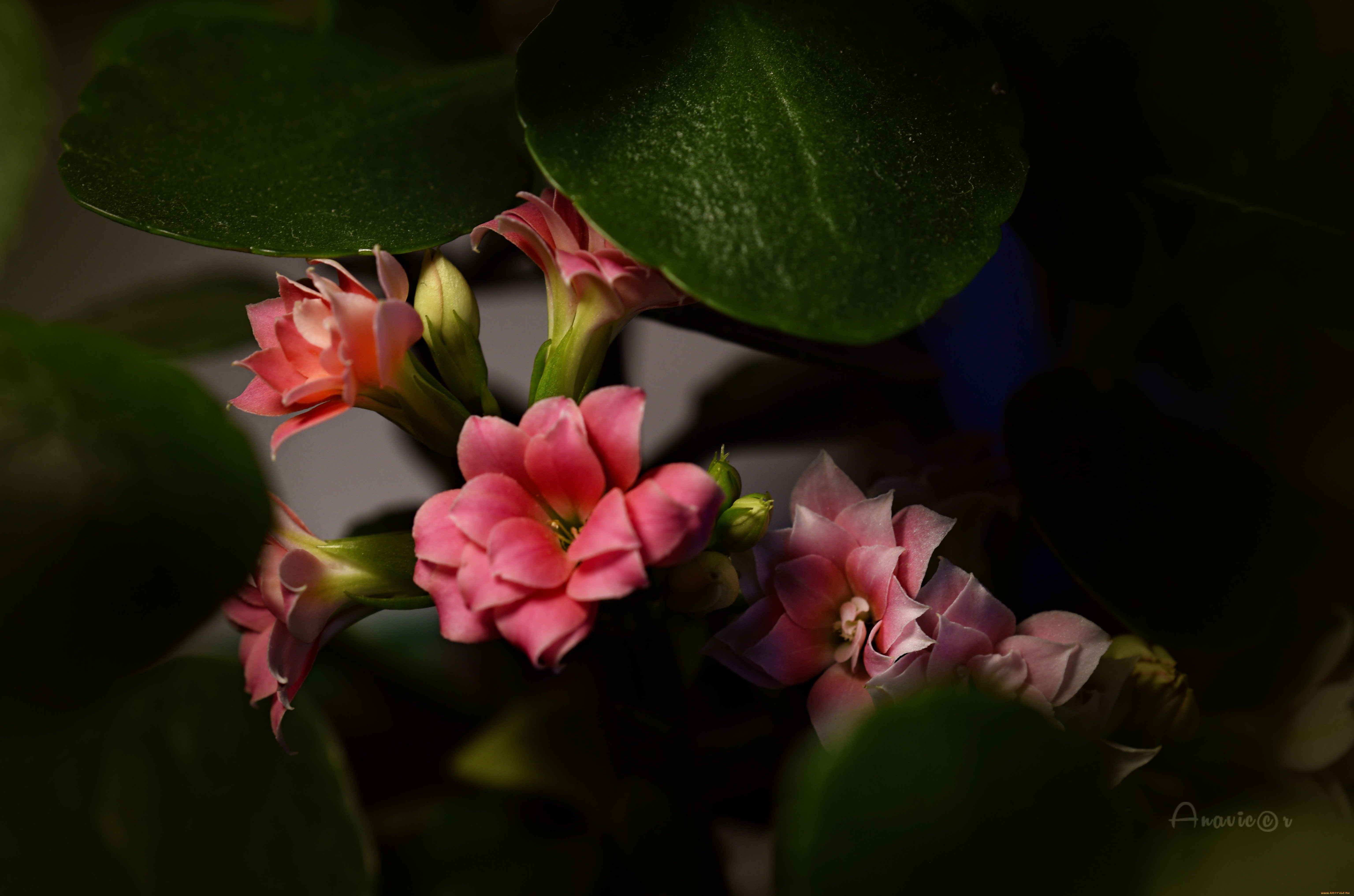 цветы, каланхоэ