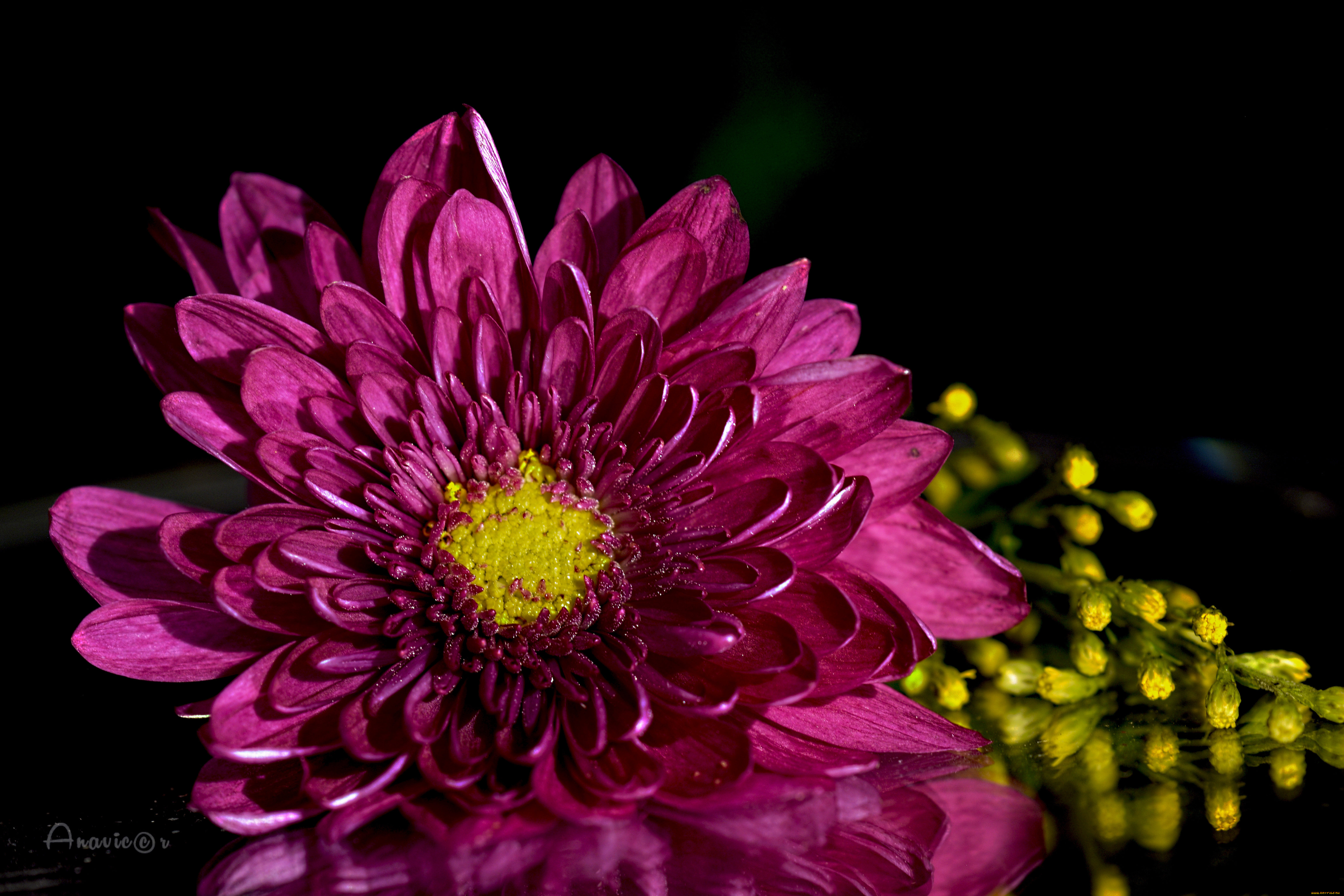 цветы, хризантемы, цветок