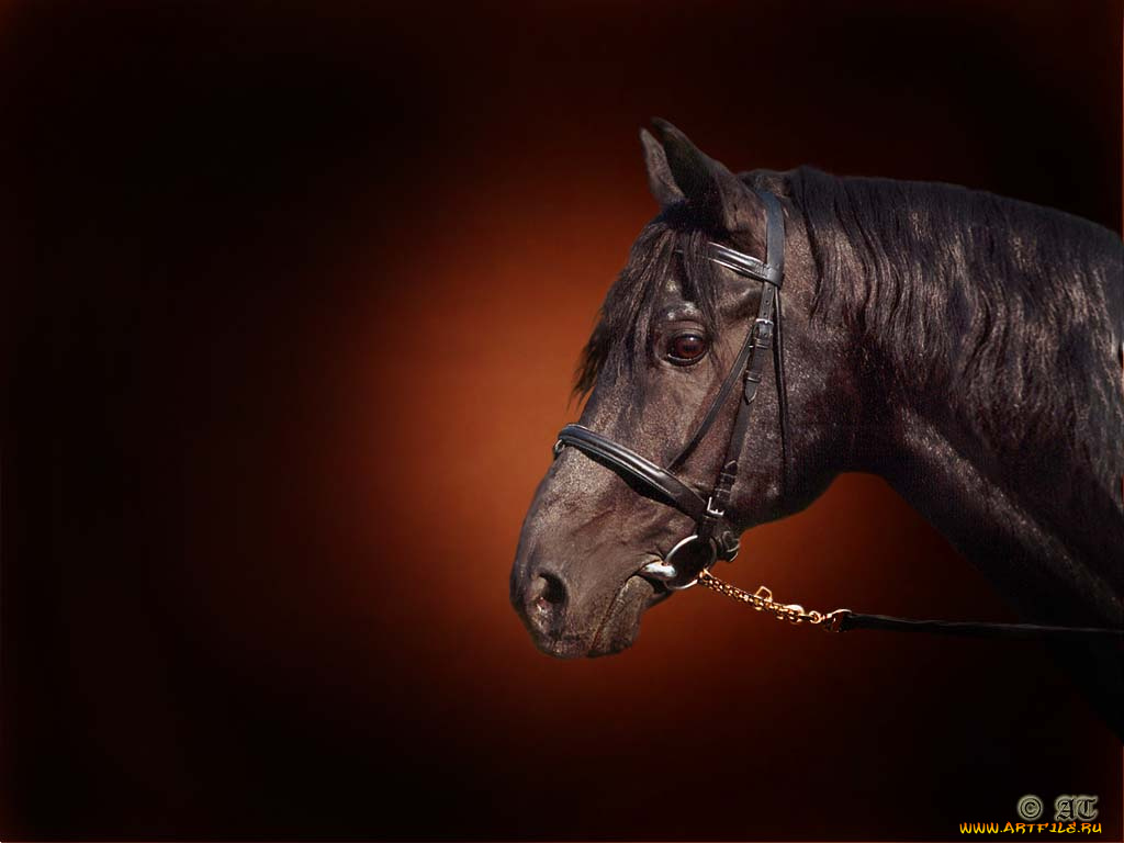 животные, лошади