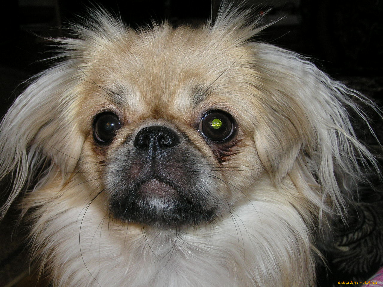 нюша, животные, собаки