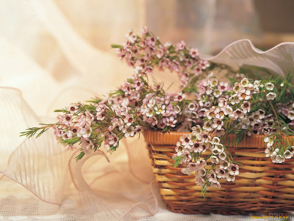 цветы, цветущие, деревья, кустарники