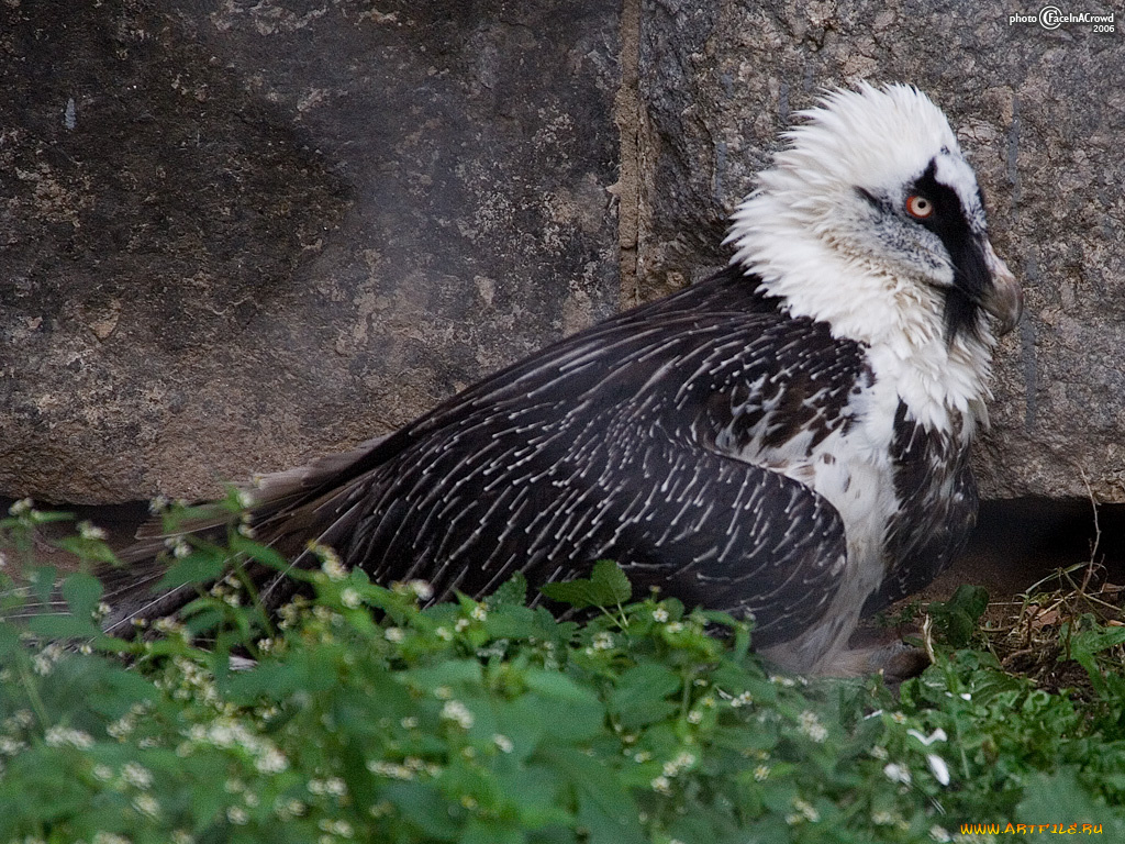 животные, птицы, хищники