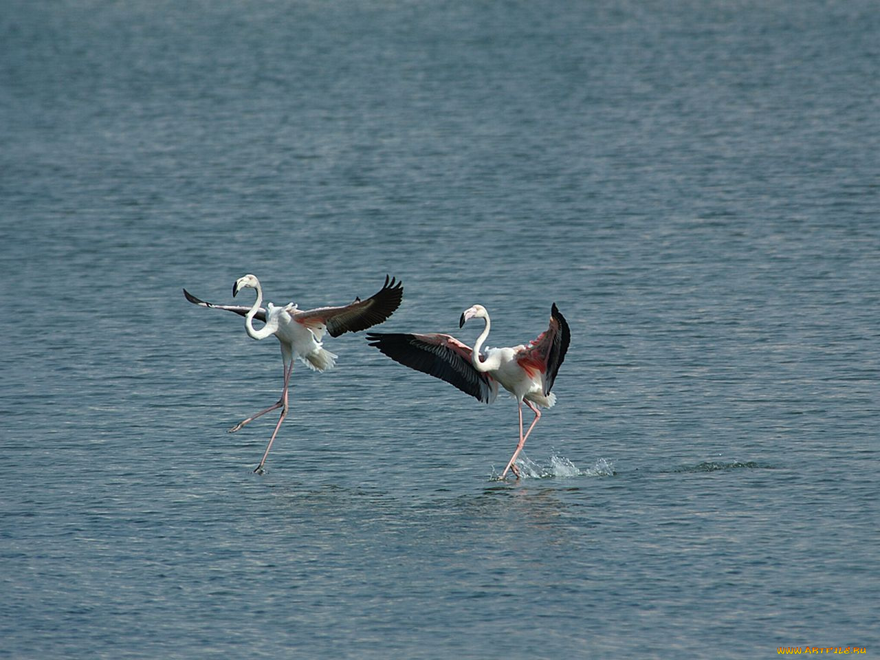 животные, фламинго