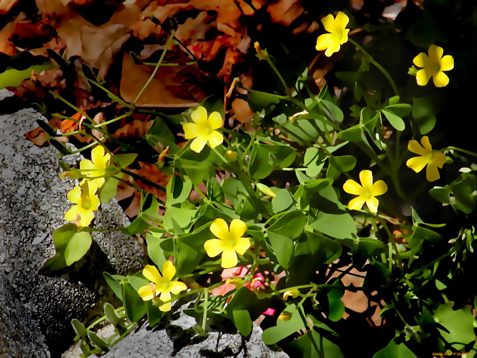 цветы, калужницы, лютики