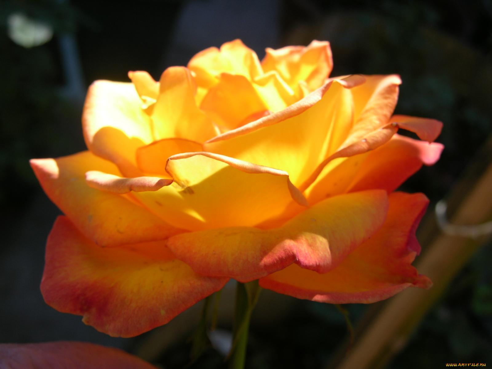 цветы, розы