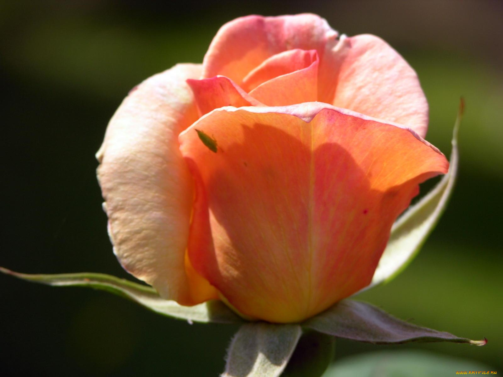 цветы, розы