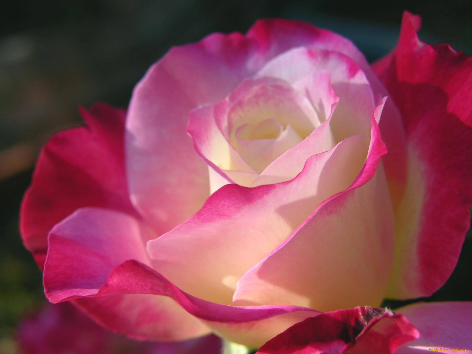 цветы, розы