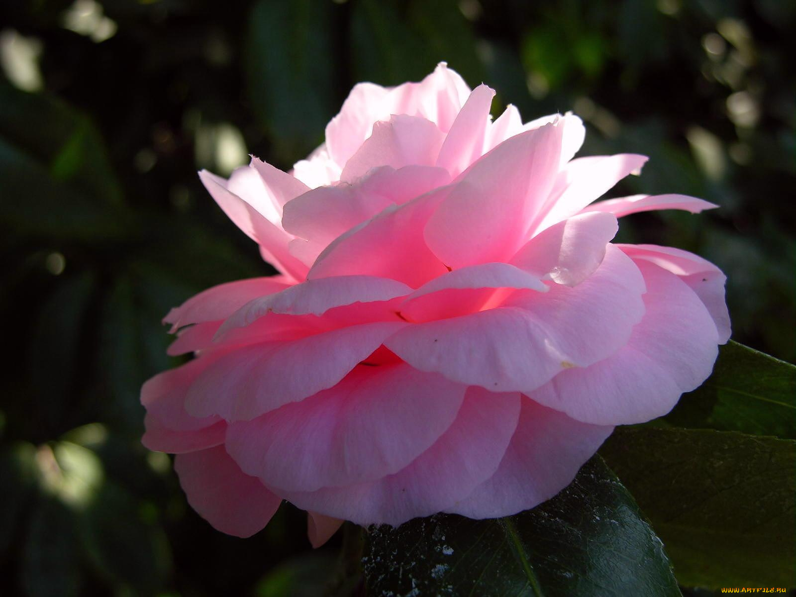 цветы, розы