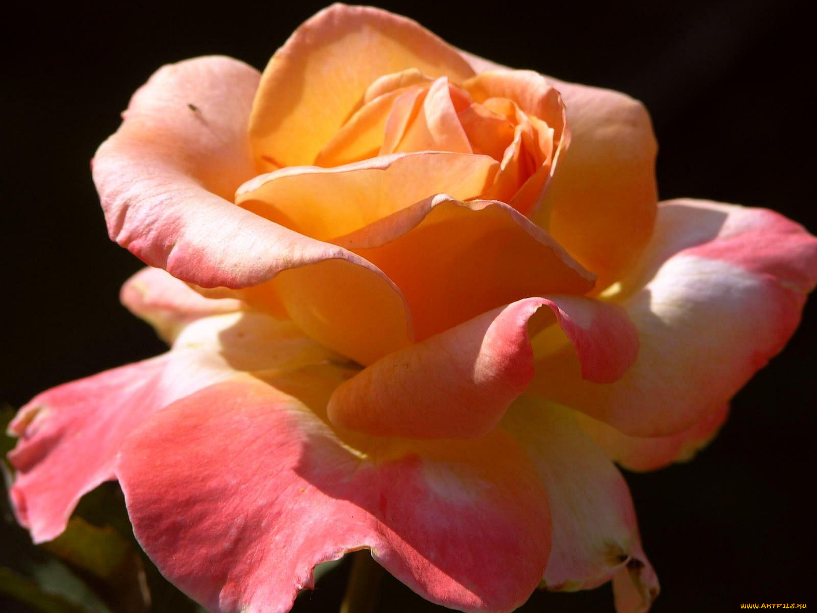 цветы, розы