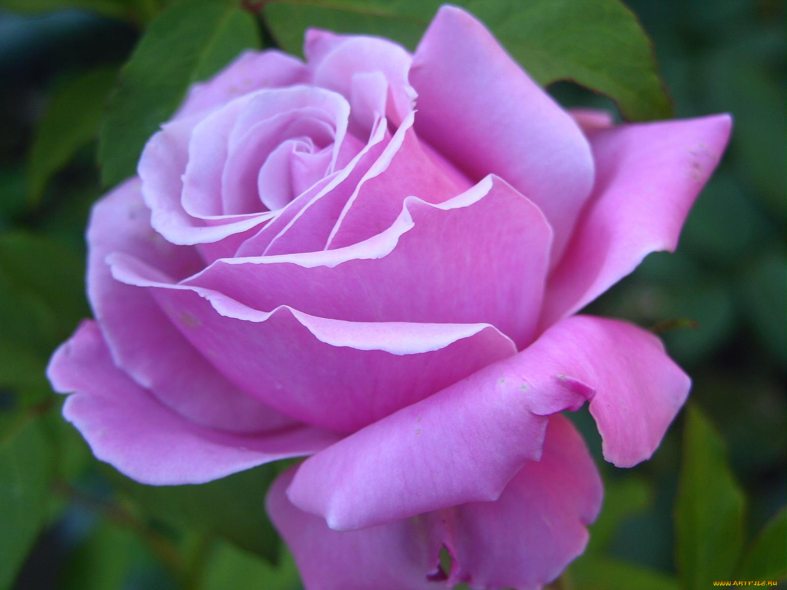 цветы, розы