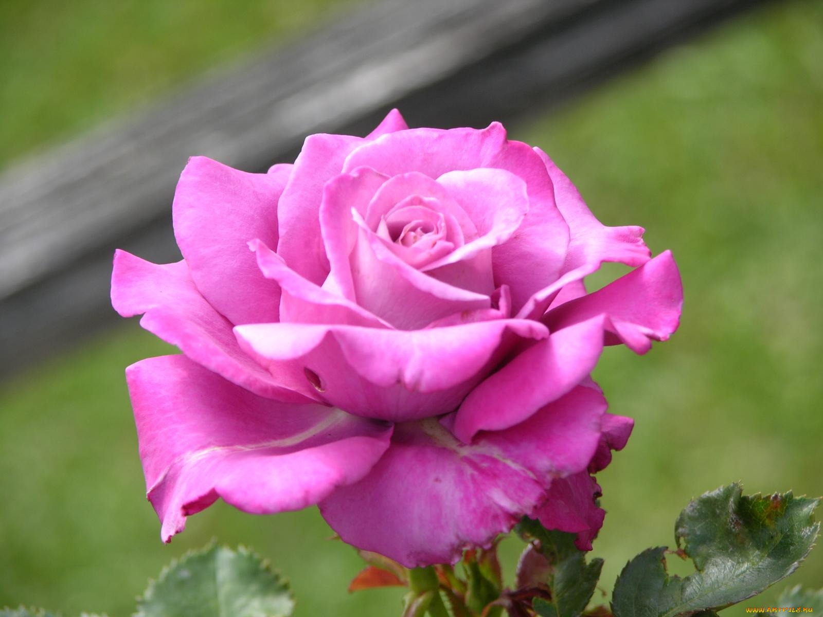 цветы, розы