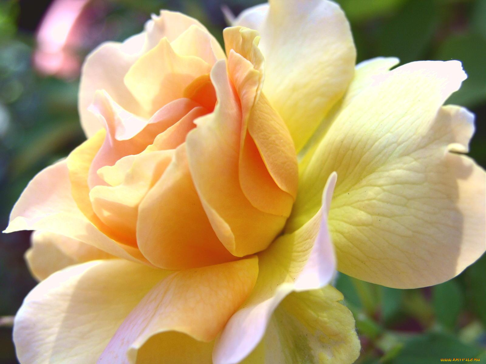 цветы, розы