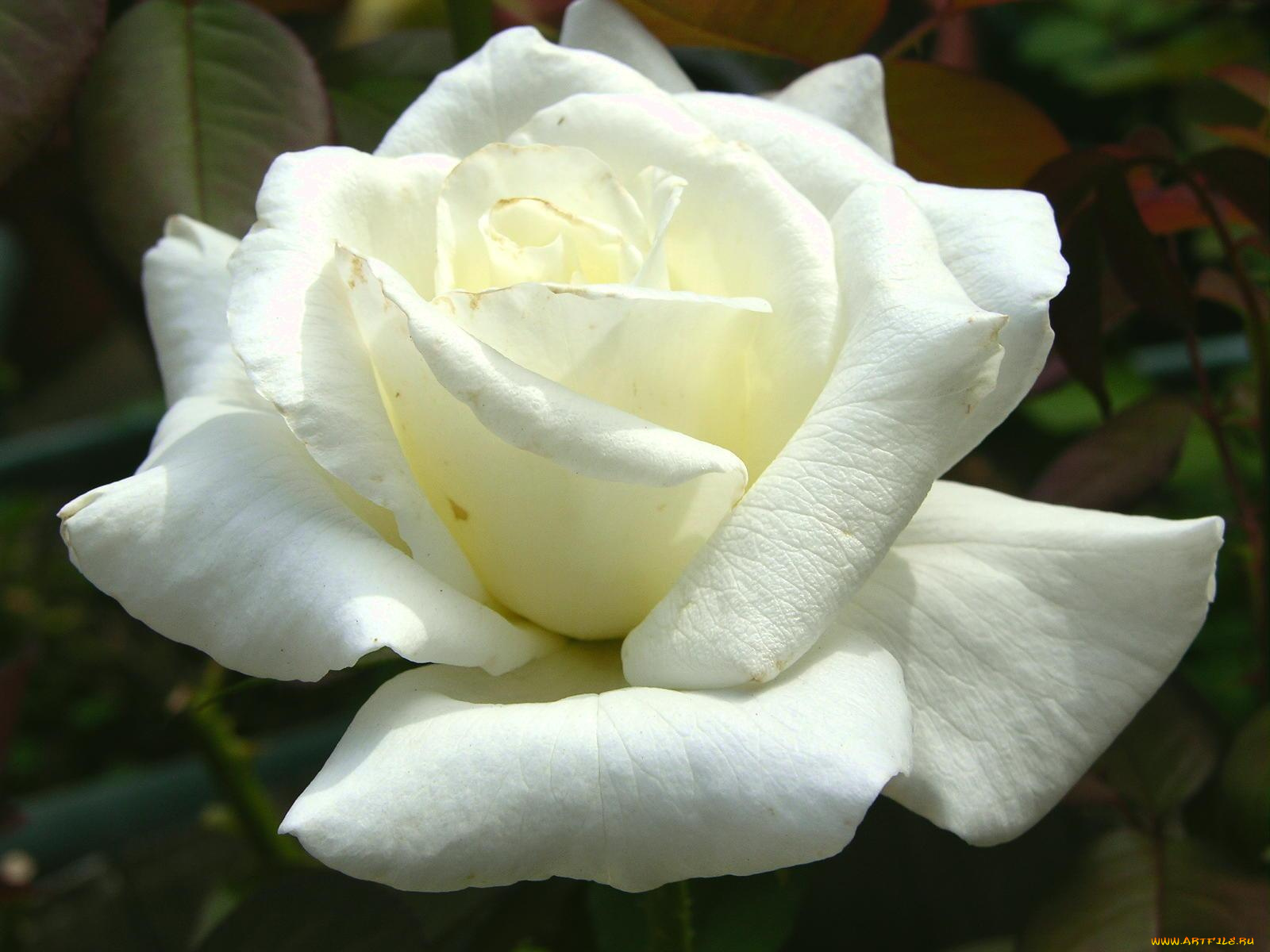 цветы, розы