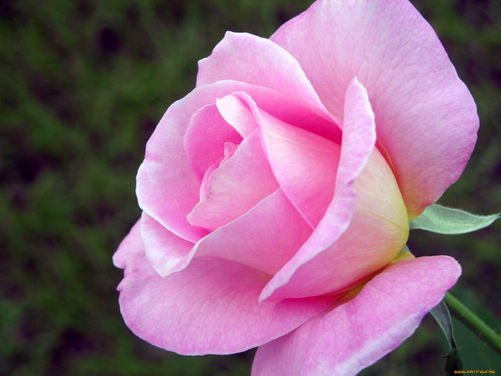 цветы, розы